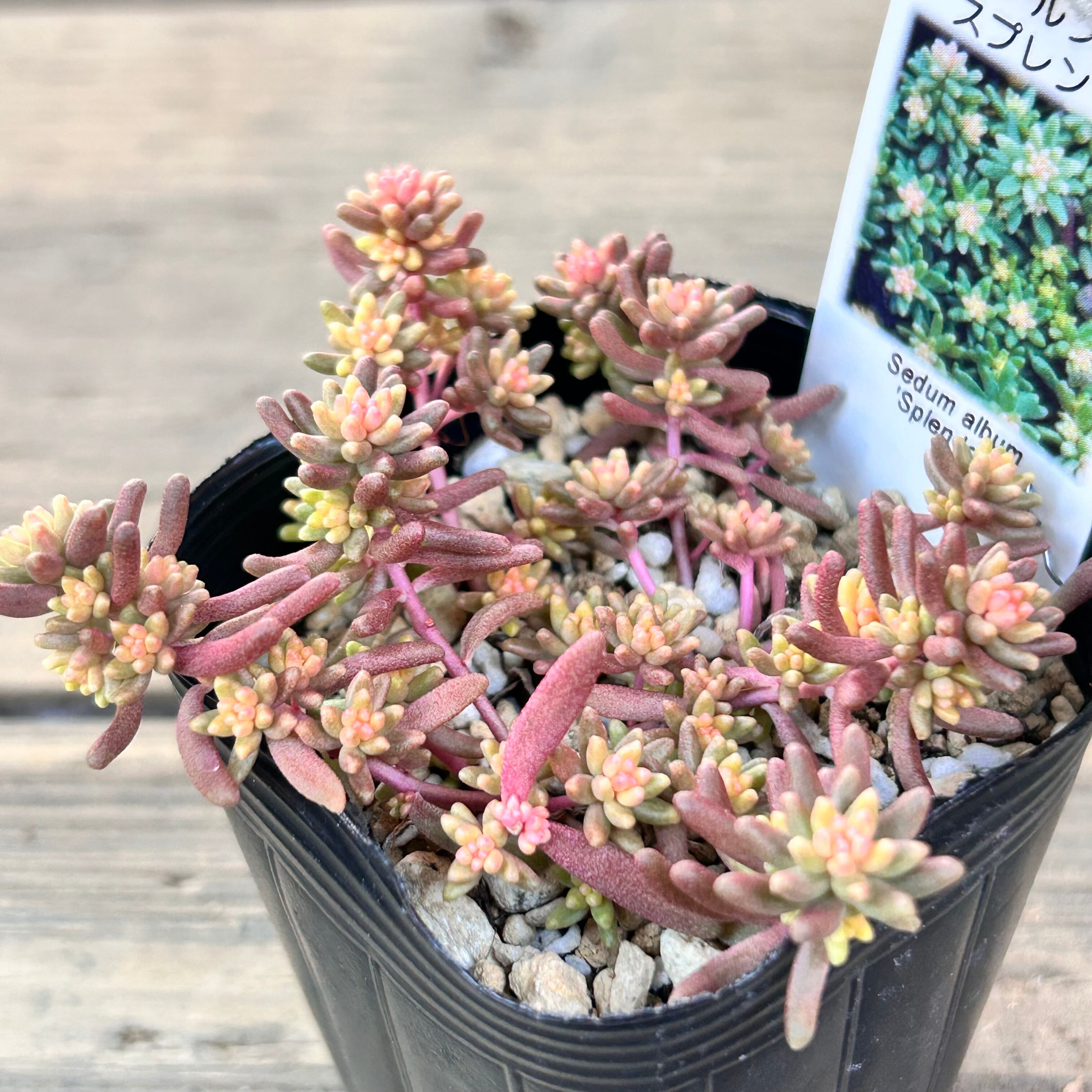 スプレンドレ セダム | RuPo 多肉植物専門店
