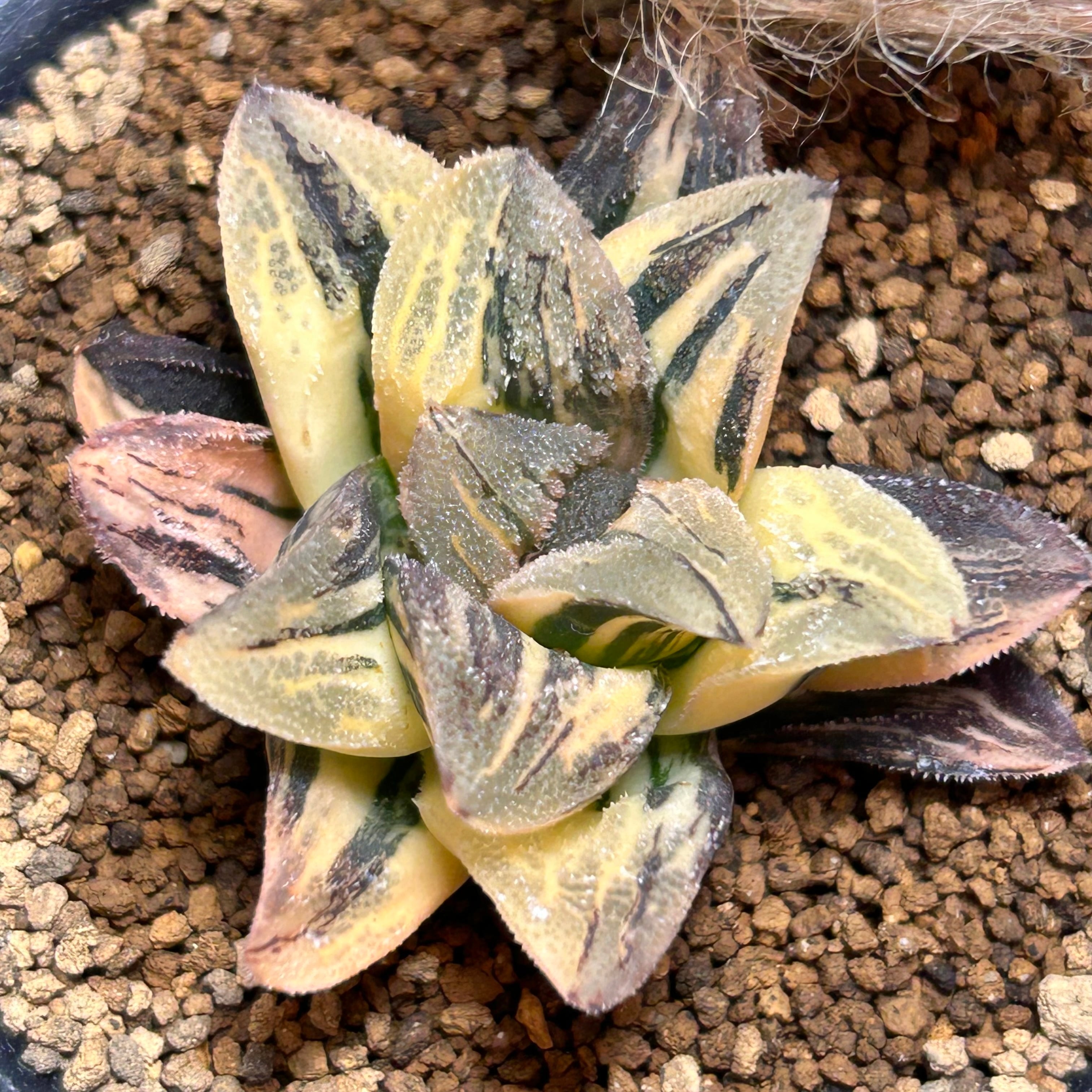 錦 | RuPo 多肉植物専門店