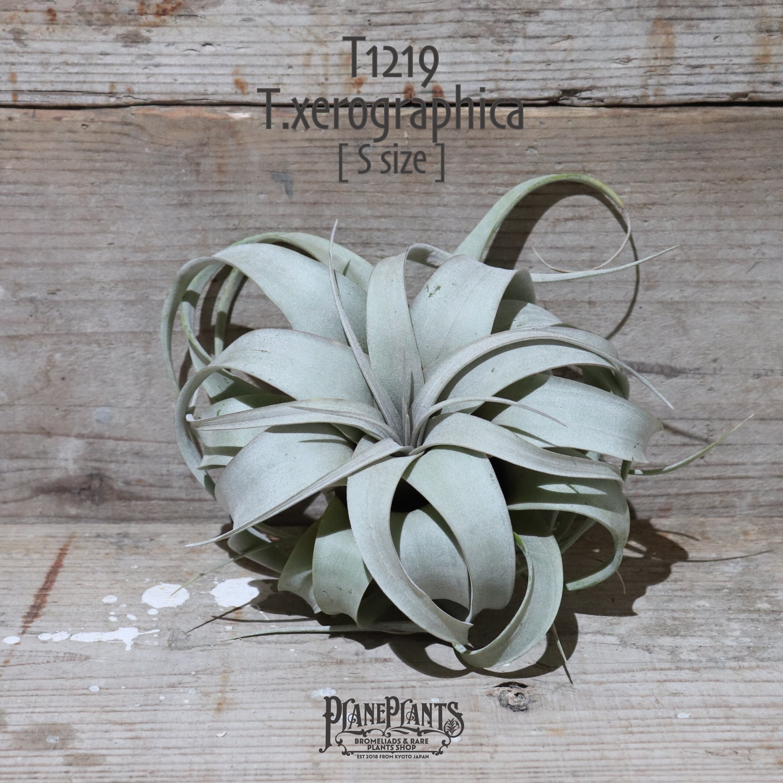 【送料無料】キセログラフィカ S 〔エアプランツ〕現品発送T1219