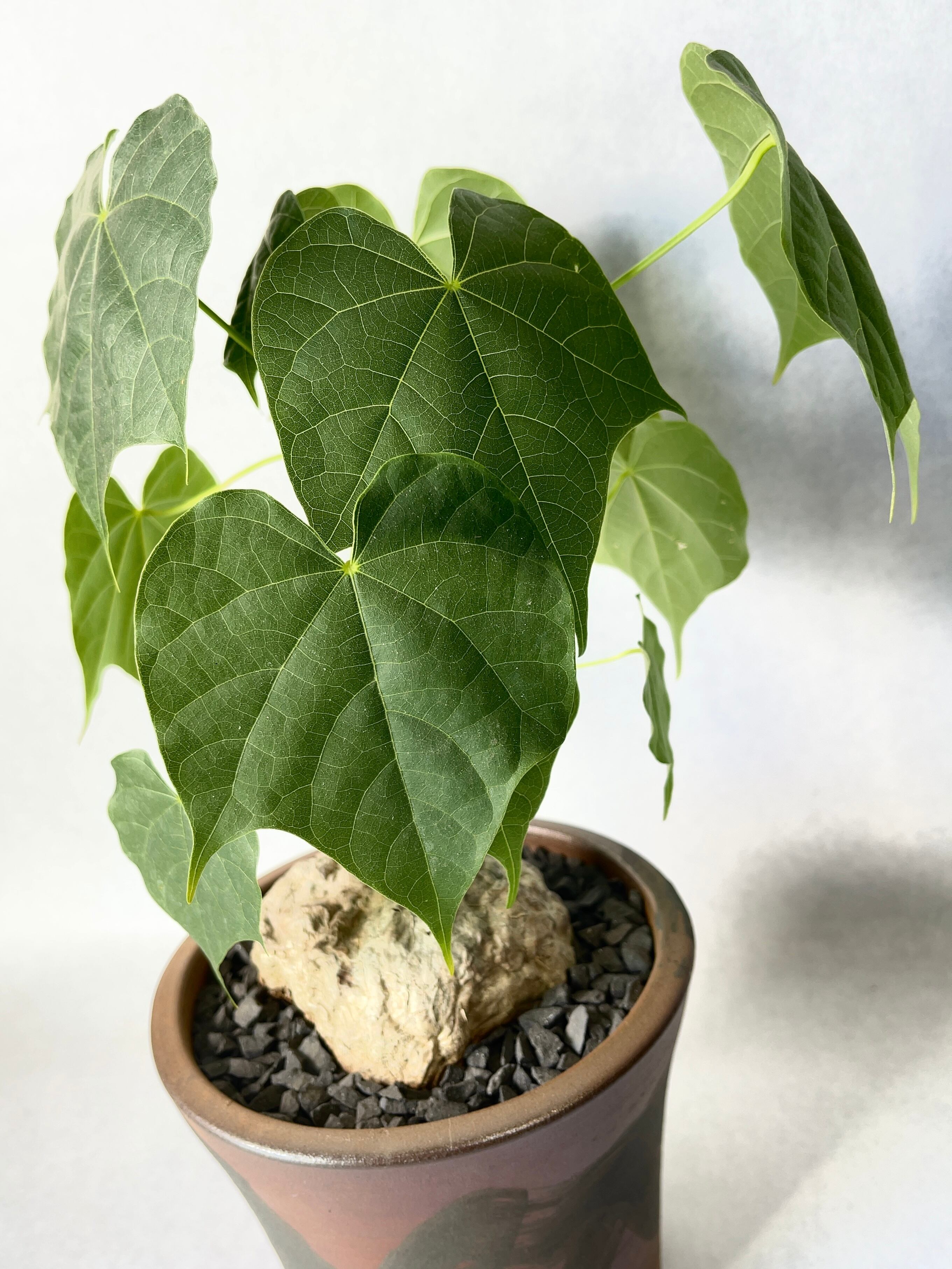 フィルミアナ　コロラータ　大株　送料無料 フィルミアナ・コロラータ | trigger