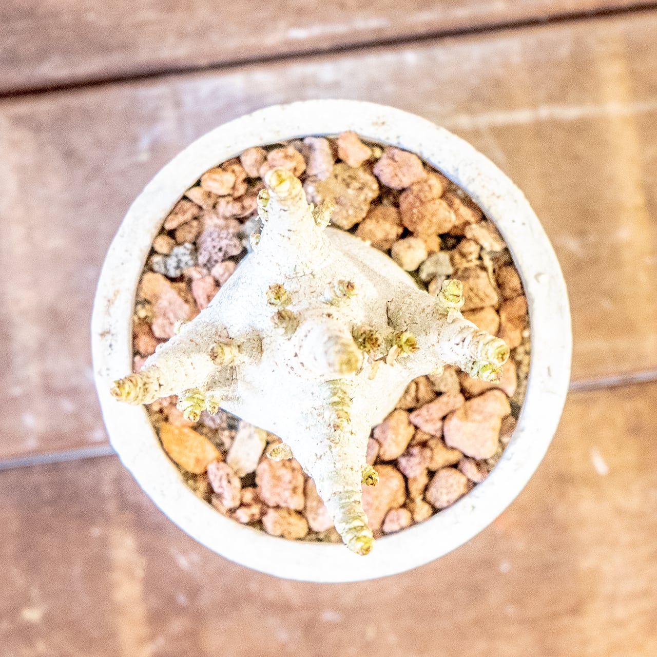 【どっしりとした、低重心の塊根美】アデニウム・アラビカム。一株ごとの厳選仕入れで見つけた、まさに唯一無二の「飾れる芸術品」｜虫発生抑制（全国一律送料850円）