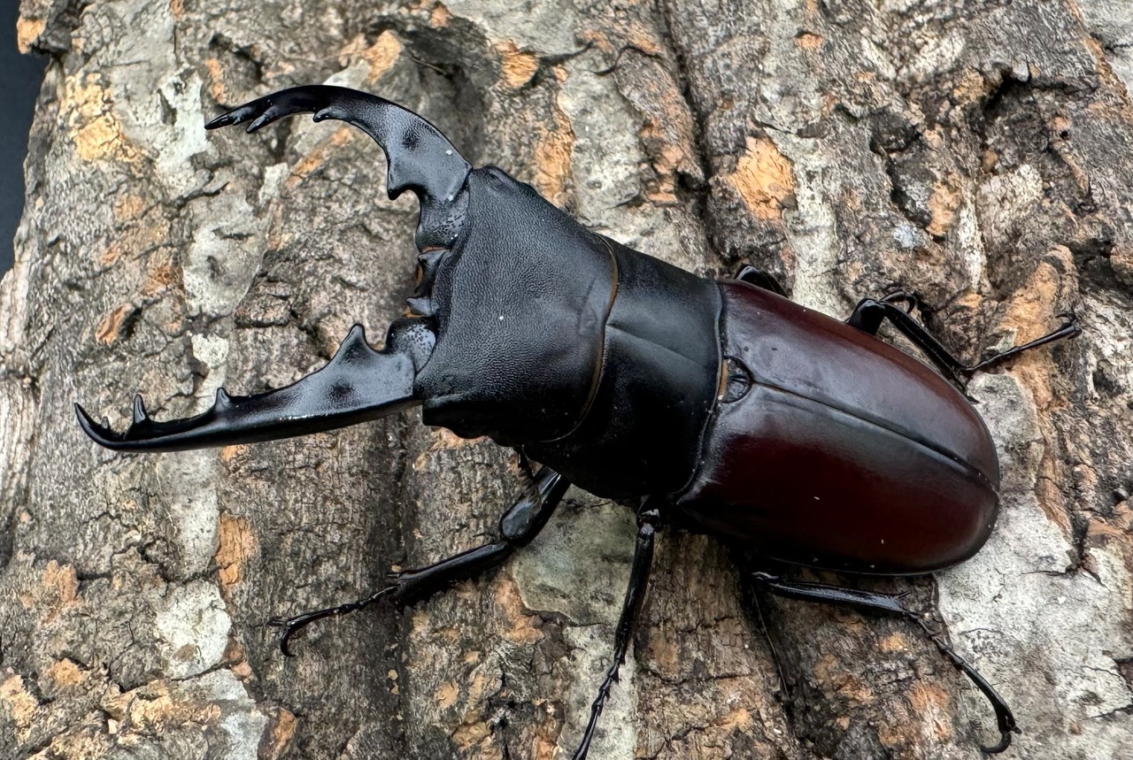 即ブリ《ダビソンフタマタ 77mm ♂♀♀♀♀セット》