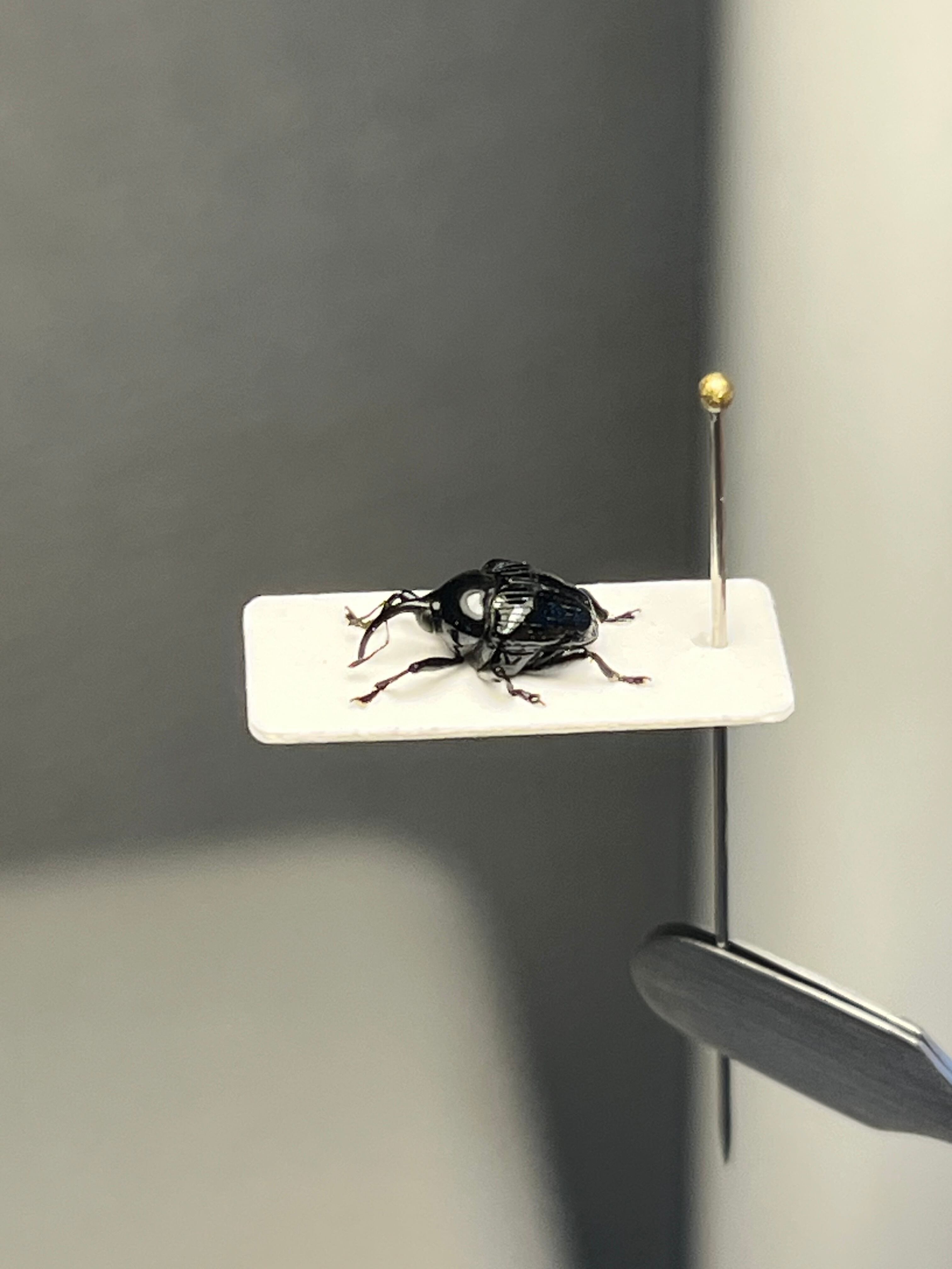 8mm】多分ヒメカタゾウムシの一種 標本 甲虫フンチュウフンコロガシ