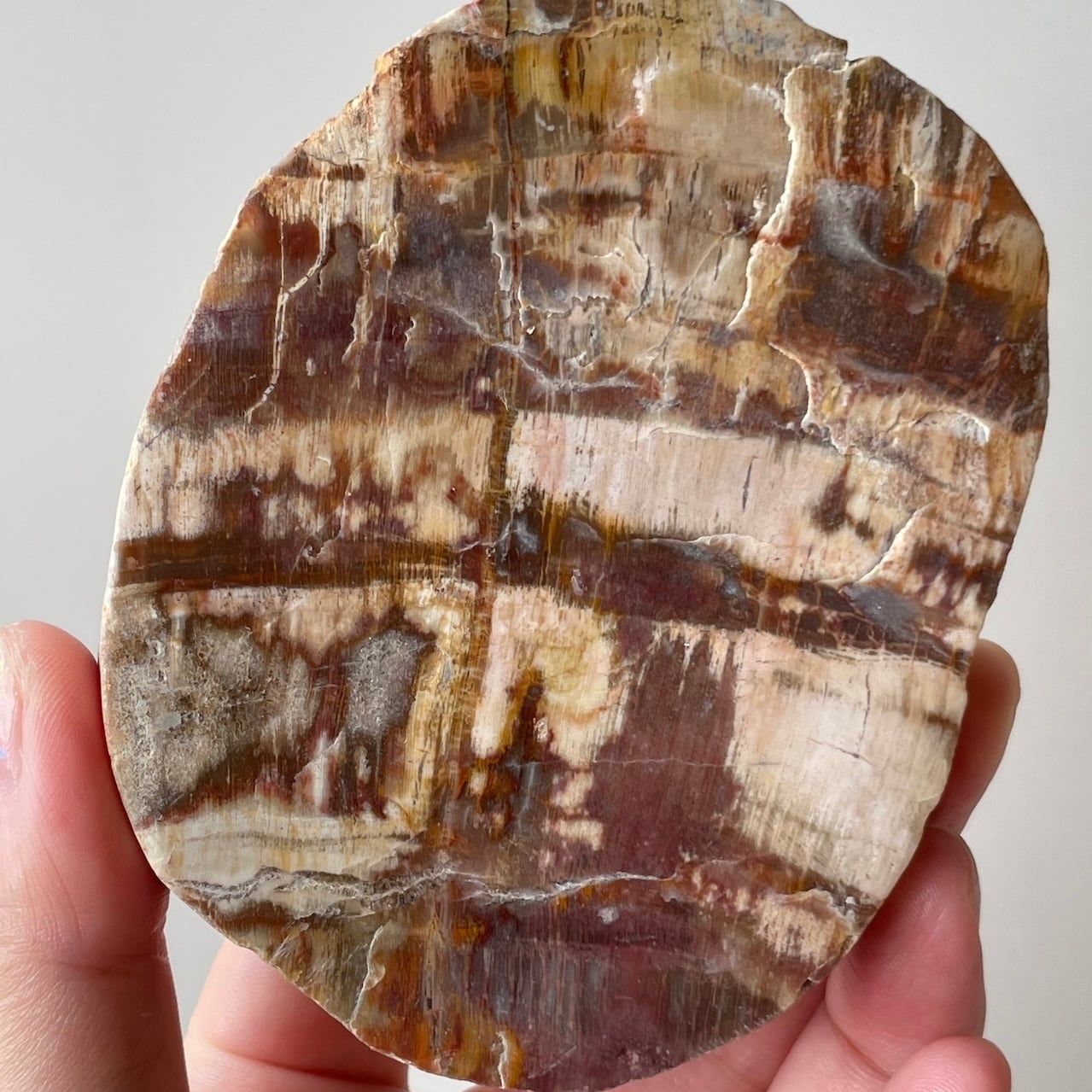 ペトリファイドウッド スラブ プレート