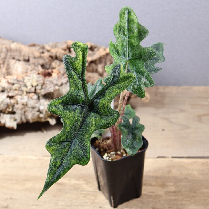 745『urban jungle アロカシア ジャックリン 斑入り』 観葉植物【送料