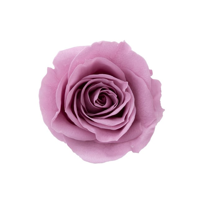 推し色薔薇〈スウィートライラック〉 | 推しリウム｜ネットオーダー