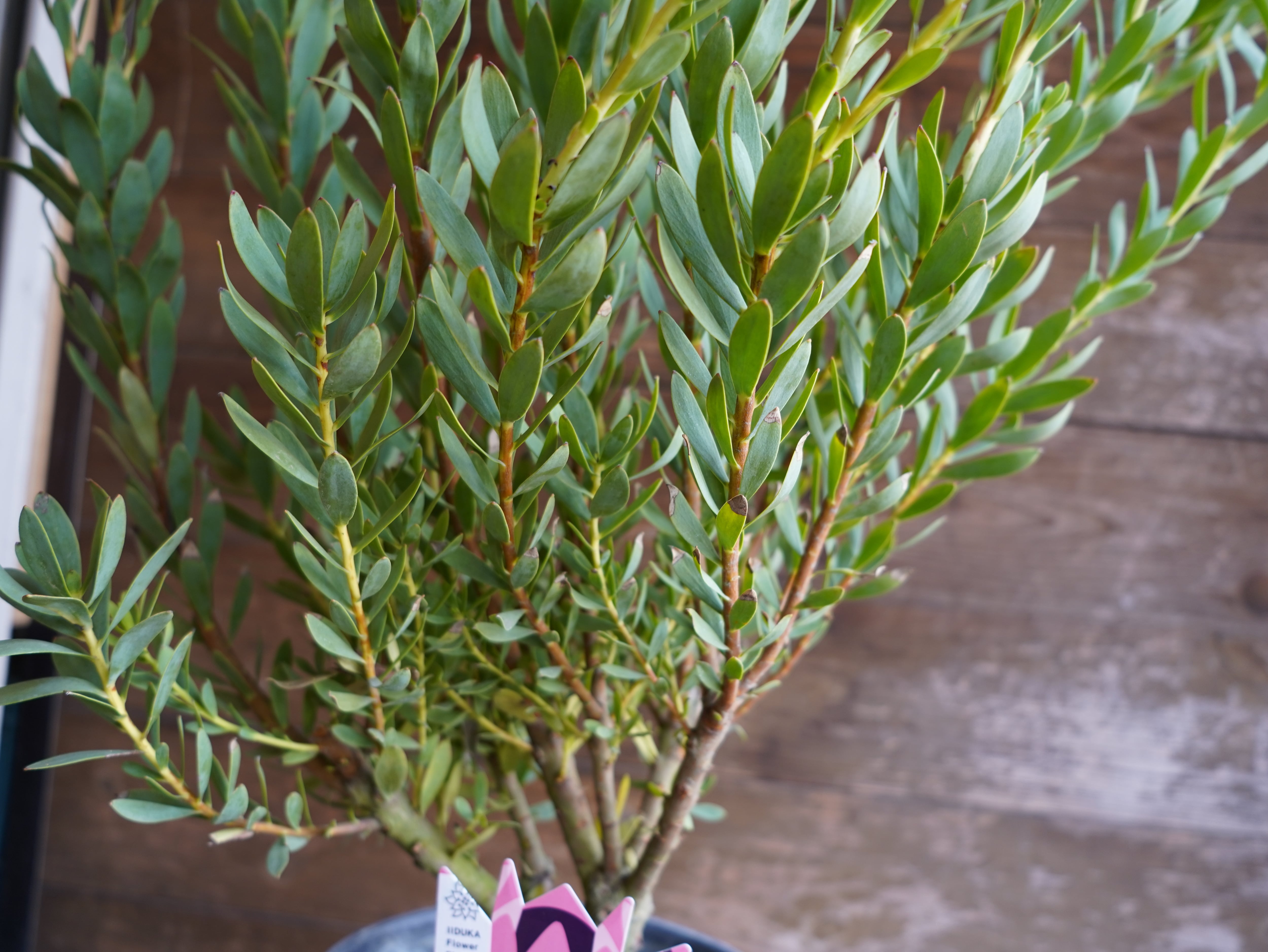 【現物】リューカデンドロン　”summer frame”　大株