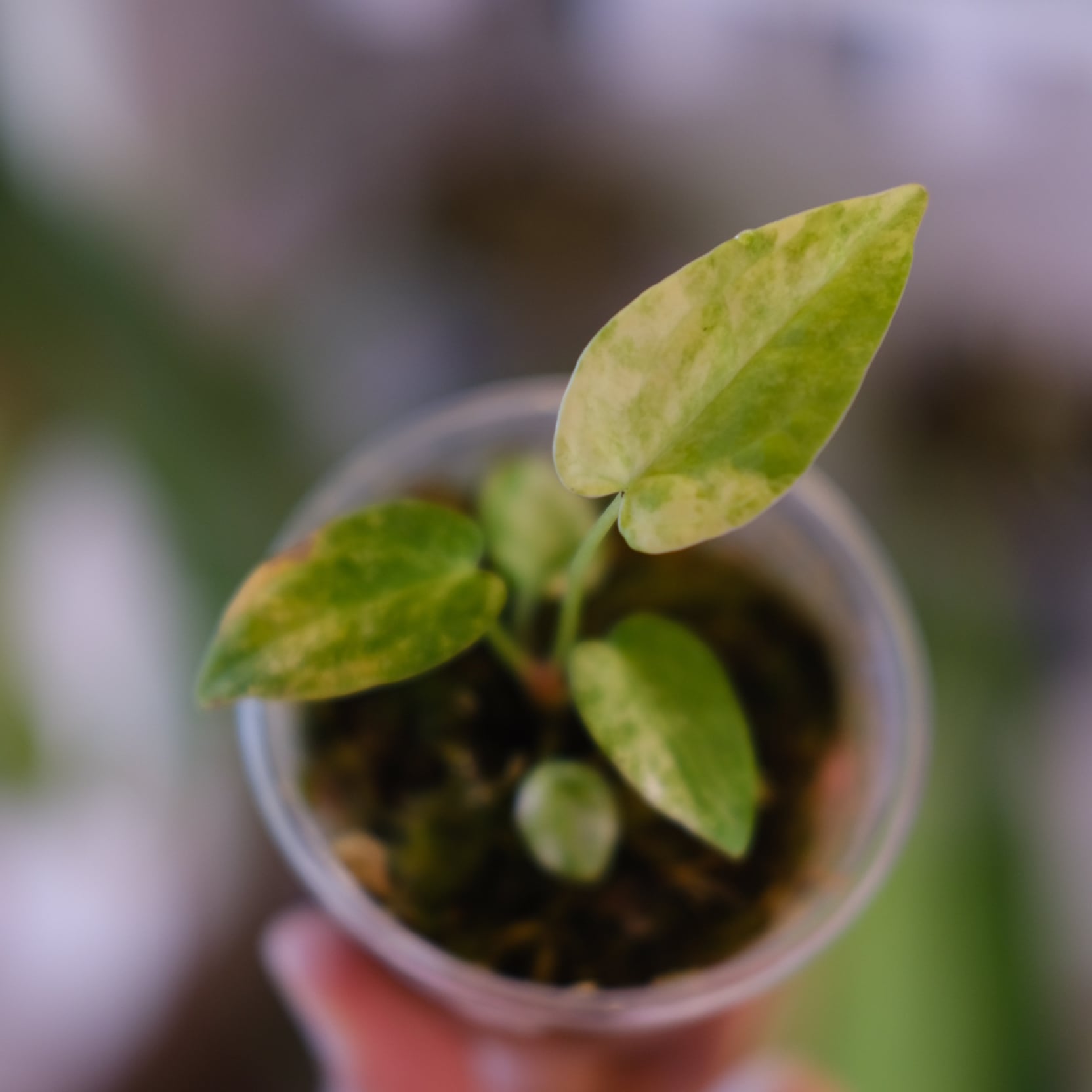 Anthurium papillilaminum var. “Australia version” × Anthurium 'Red
