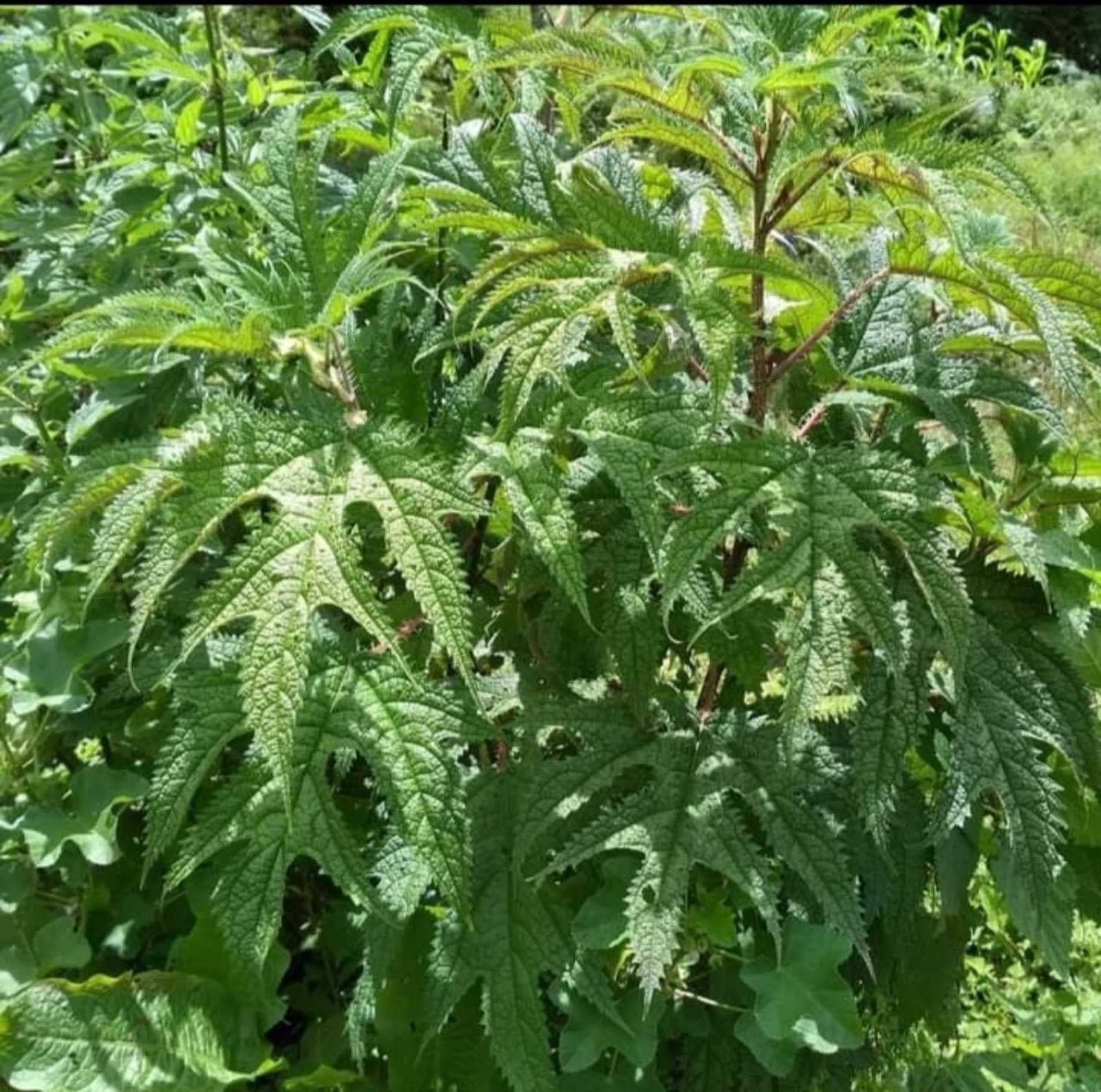 イラクサショール ネトル アロー 50cm nettle ネパール ヒマラヤン