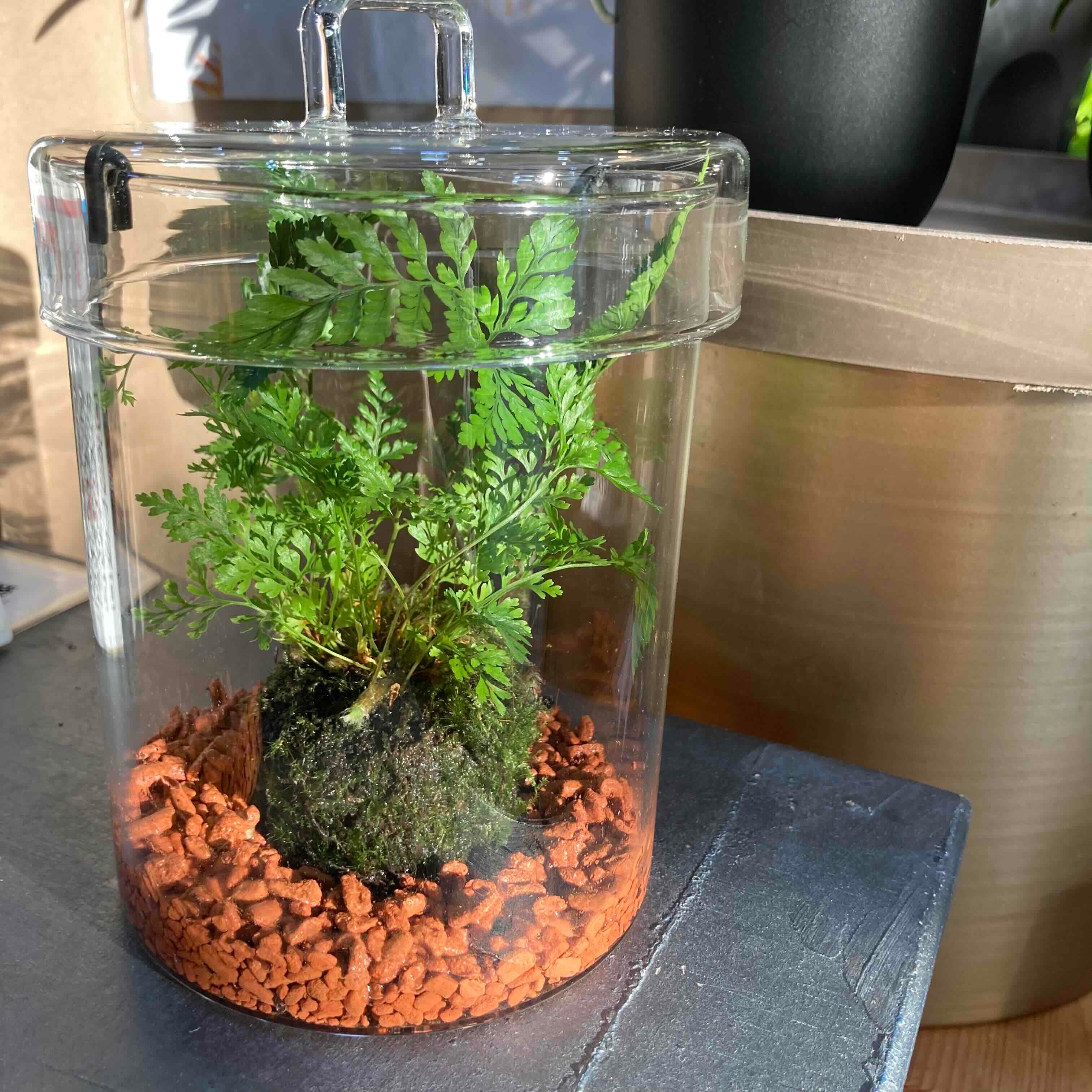 シノブのミニテラリウム