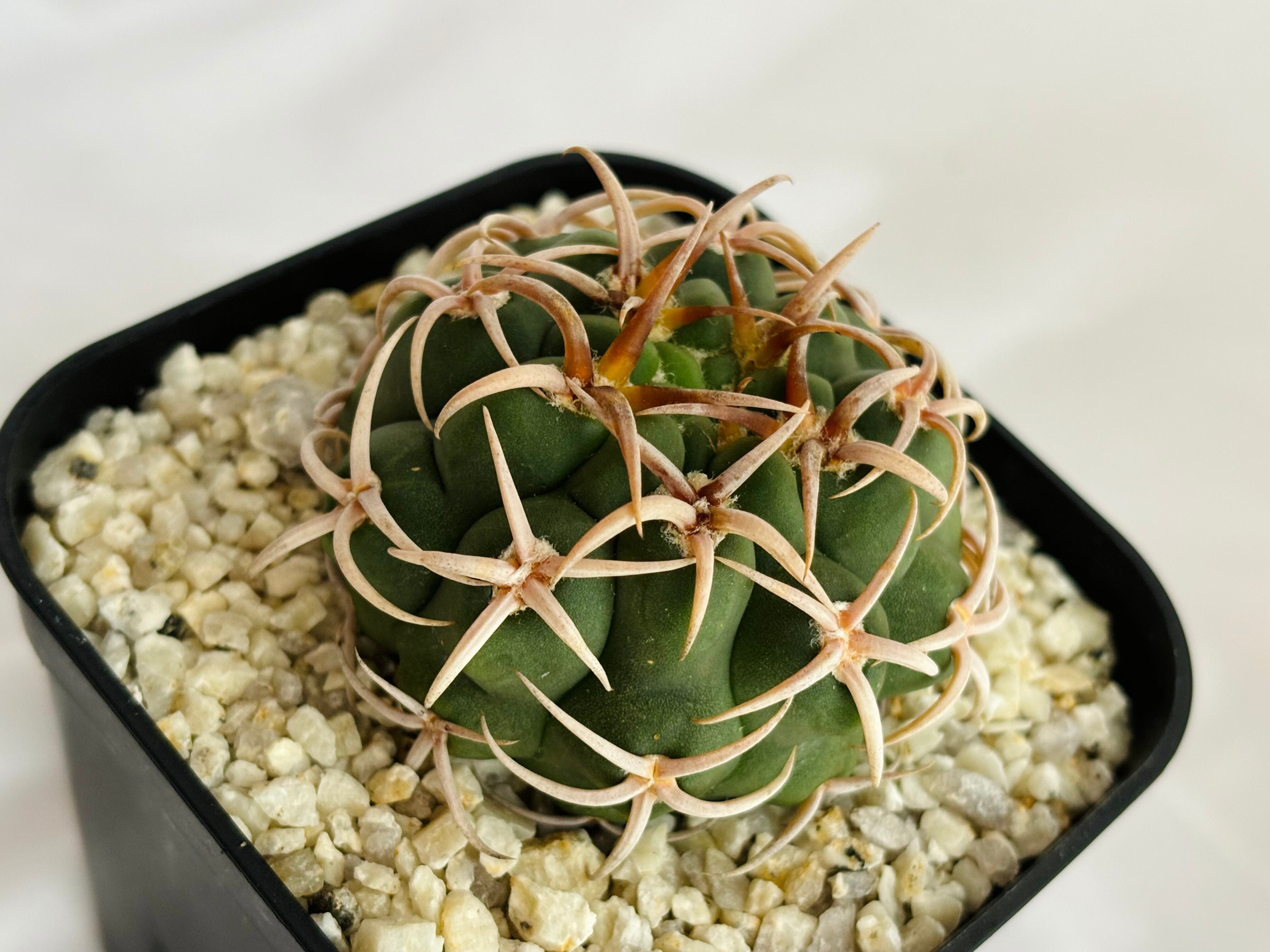 Gymnocalycium mostii ssp. ferocior ギムノカリキュウム フェロ