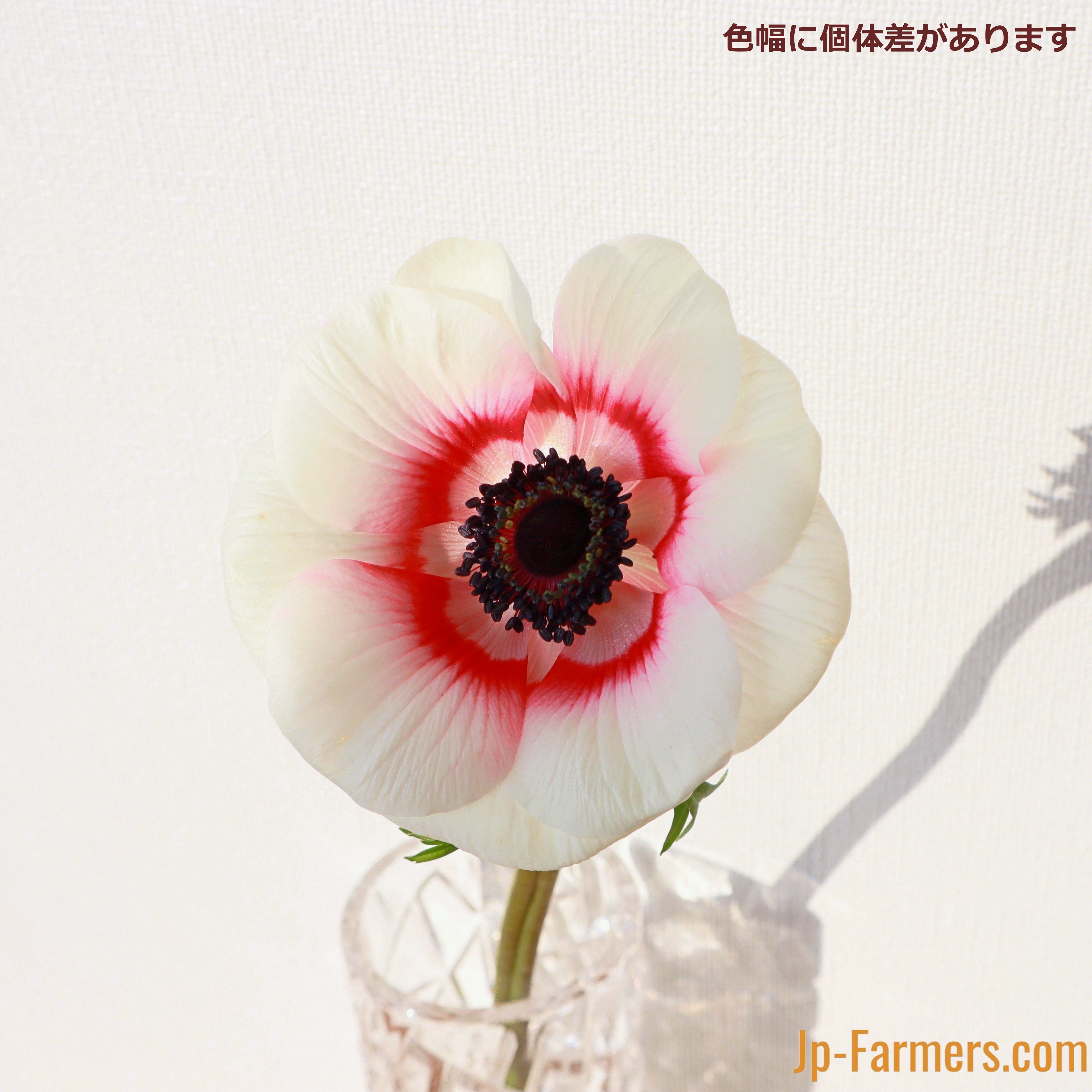 信州諏訪 アネモネ レッドバイカラー 25cm 10本 | 新鮮お花問屋 Jp