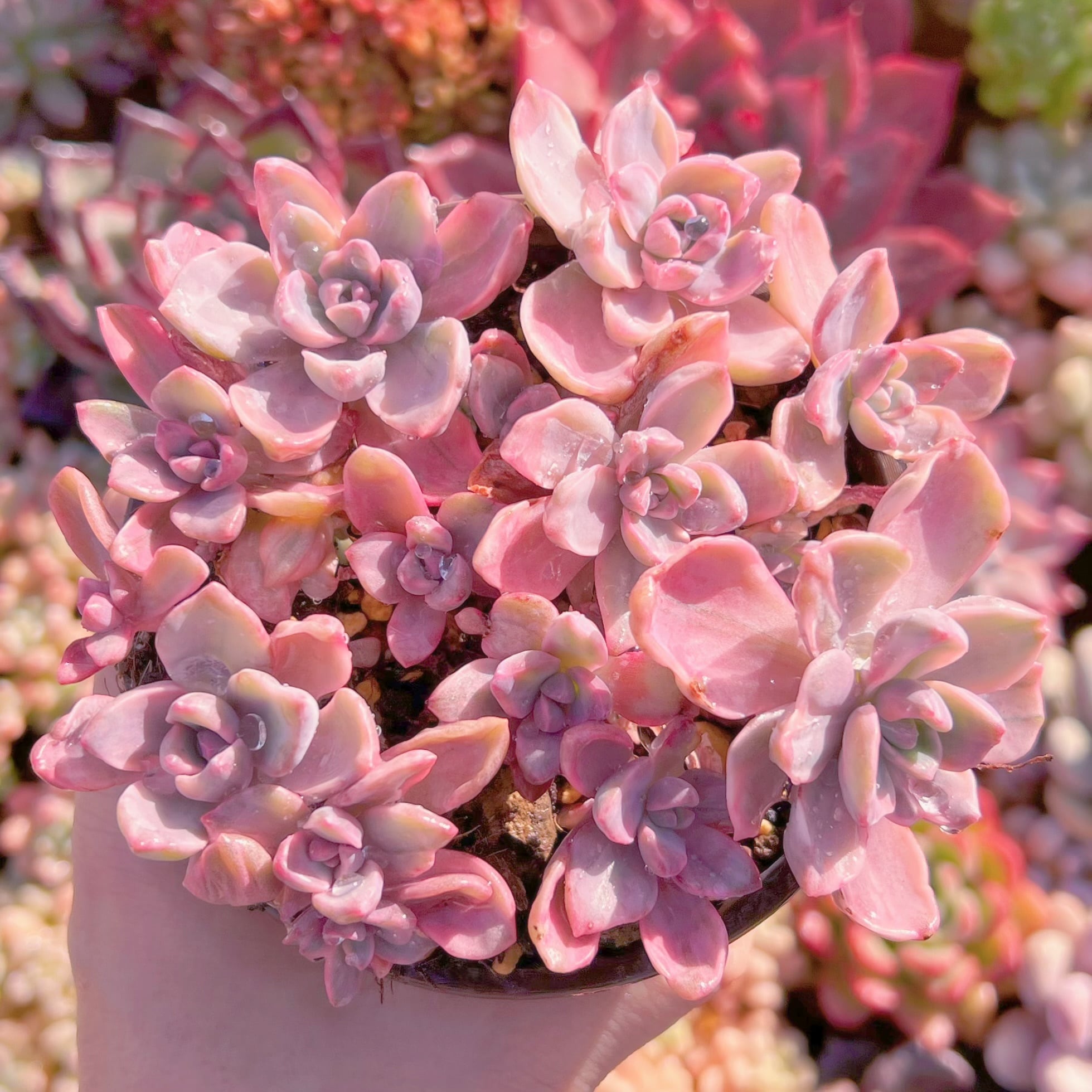 現品　リチャード錦#238   るる農園