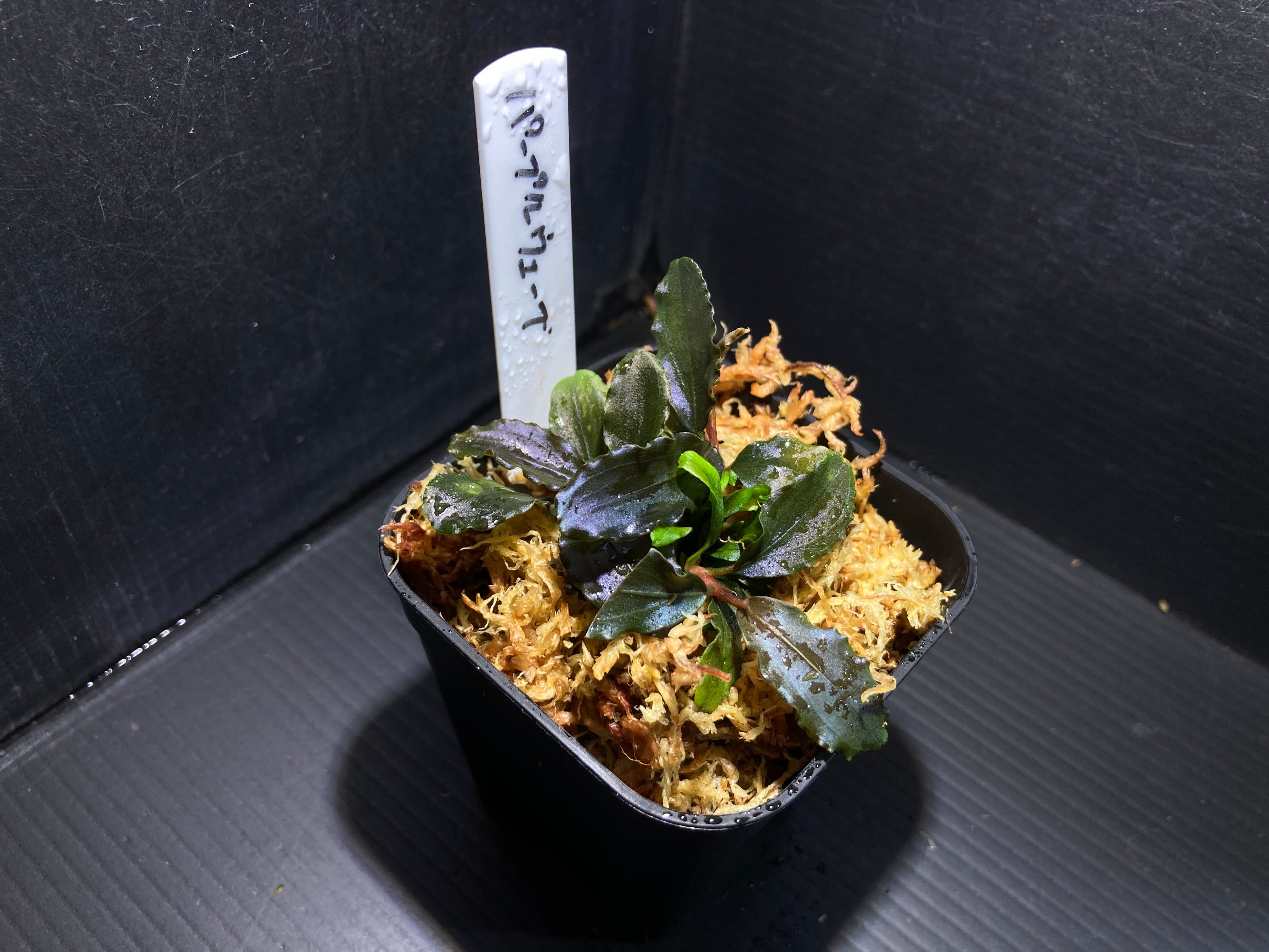 b*e様 ブセファランドラ　大量セット IMG_6036.jpg