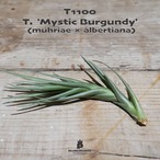 【送料無料】'Mystic burgundy'〔エアプランツ〕現品発送T1100