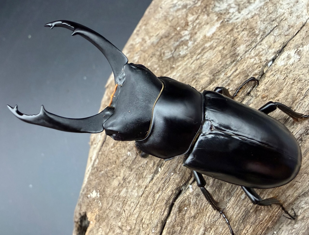 【WD】《ブラナウンコクワ 碧羅雪山産 63mm ♂♀♀トリオ》