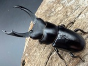 【WD】《ブラナウンコクワ 碧羅雪山産 63mm ♂♀♀トリオ》