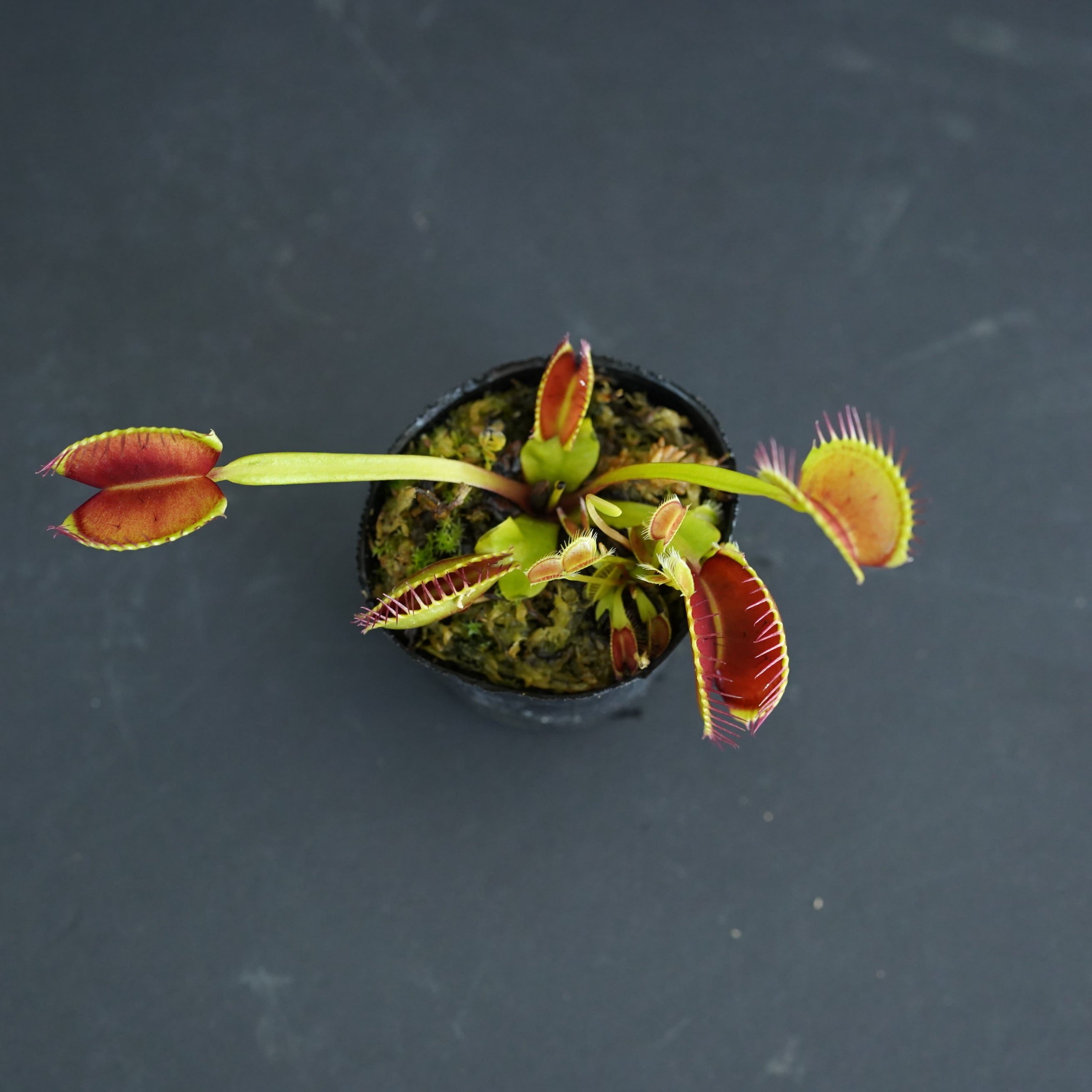 ハエトリソウ 'Holand Hybrid'【食虫植物】 苔テラリウム作製用素材