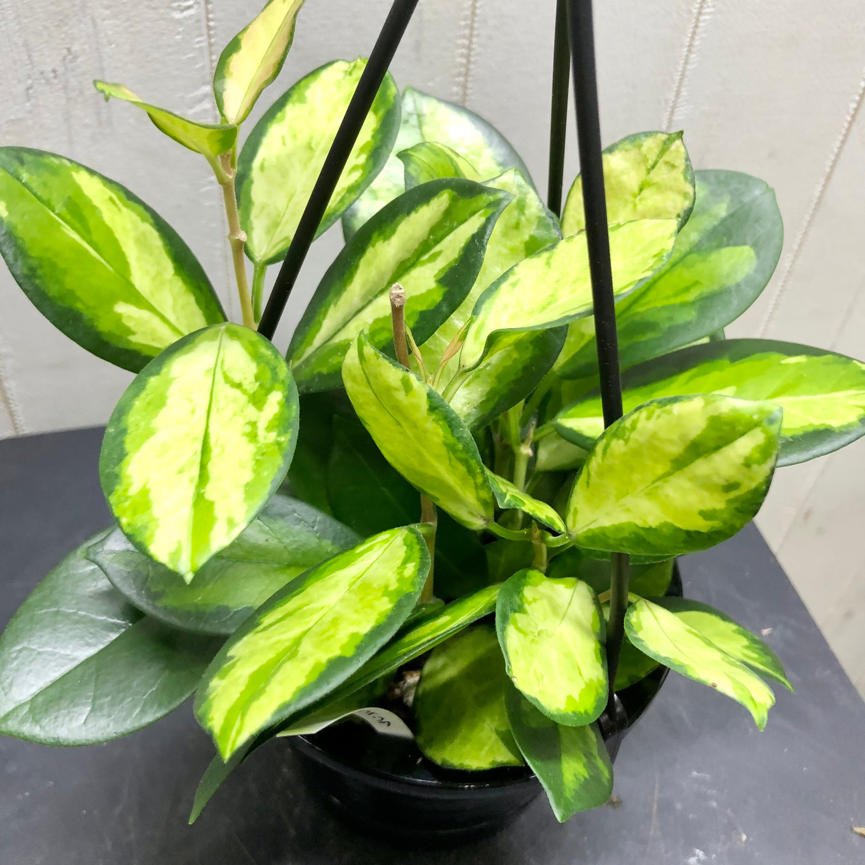 選べる品種 珍種 ホヤ 吊り鉢 | PLANTS SHOP OLIVE 選べる品種 珍種 ホヤ 吊り鉢 | PLANTS SHOP OLIVE