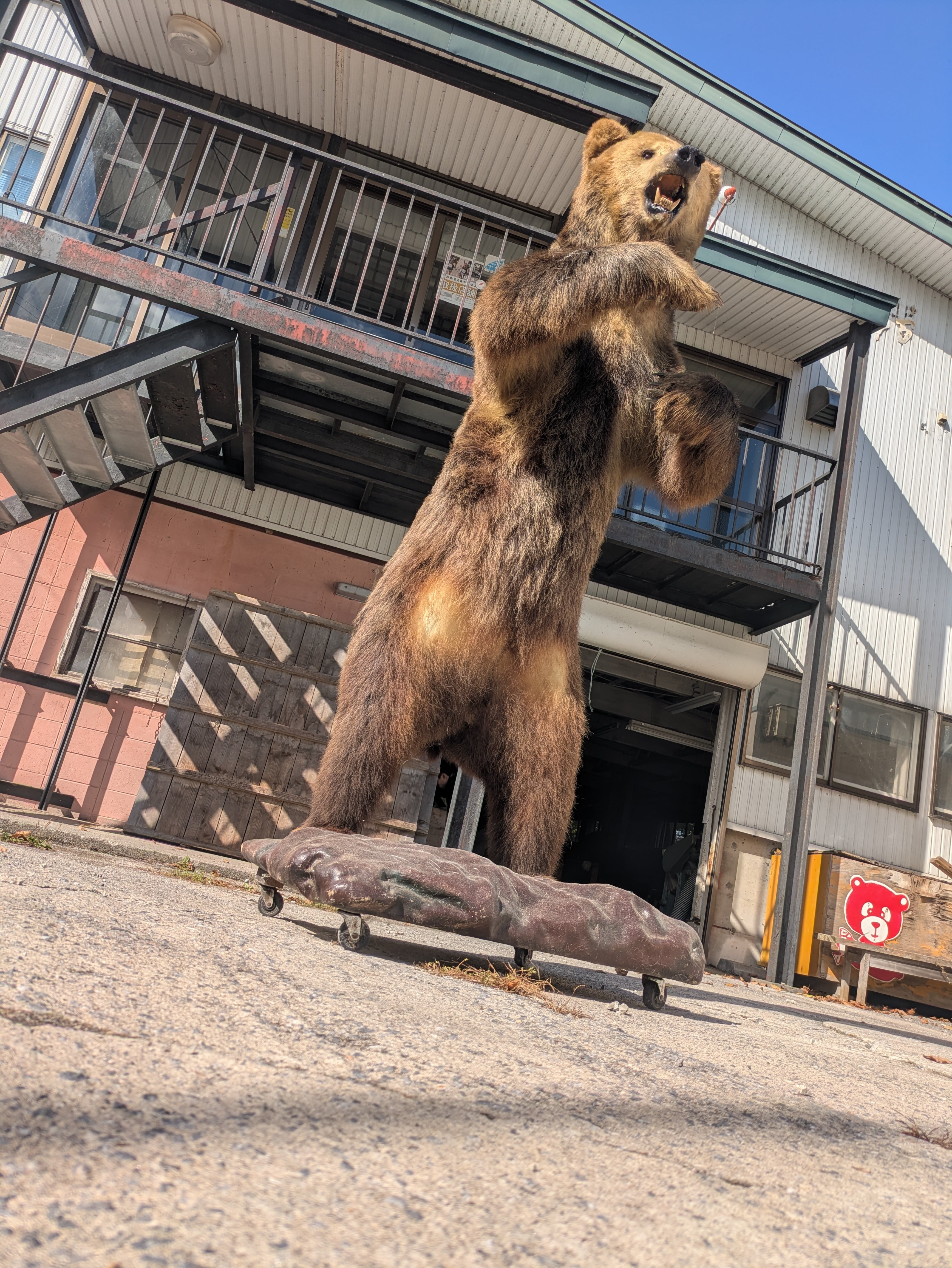 ヒグマ 剥製 | 若松毛皮
