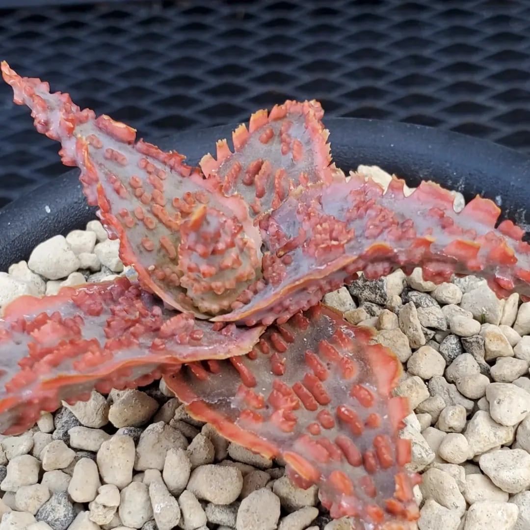 F00016_Aloe 'Lava'（TCT）：アロエ・ラヴァ（TCT） | レアプランツ