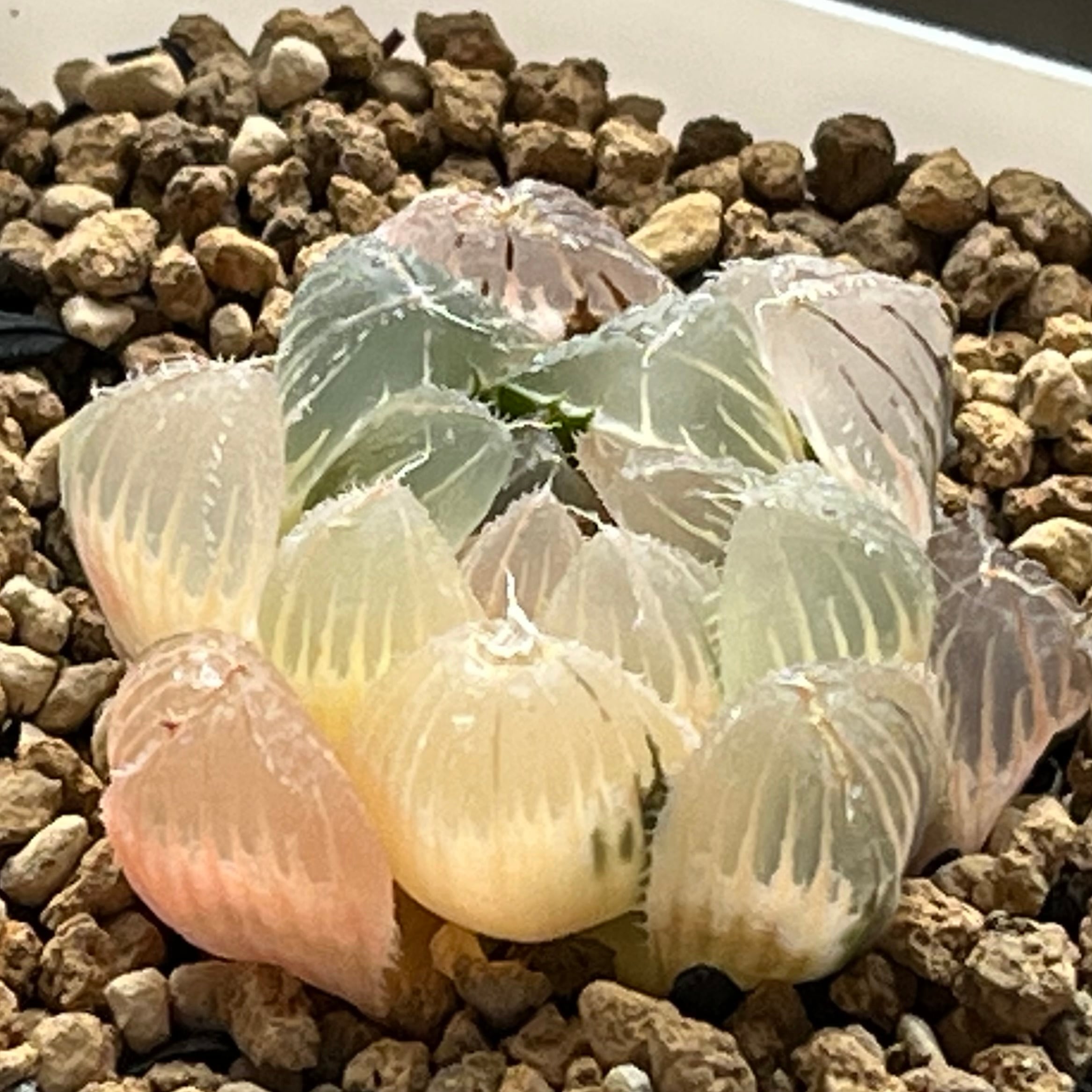 ハオルチア バディア 白鳳錦 | mocono_plants