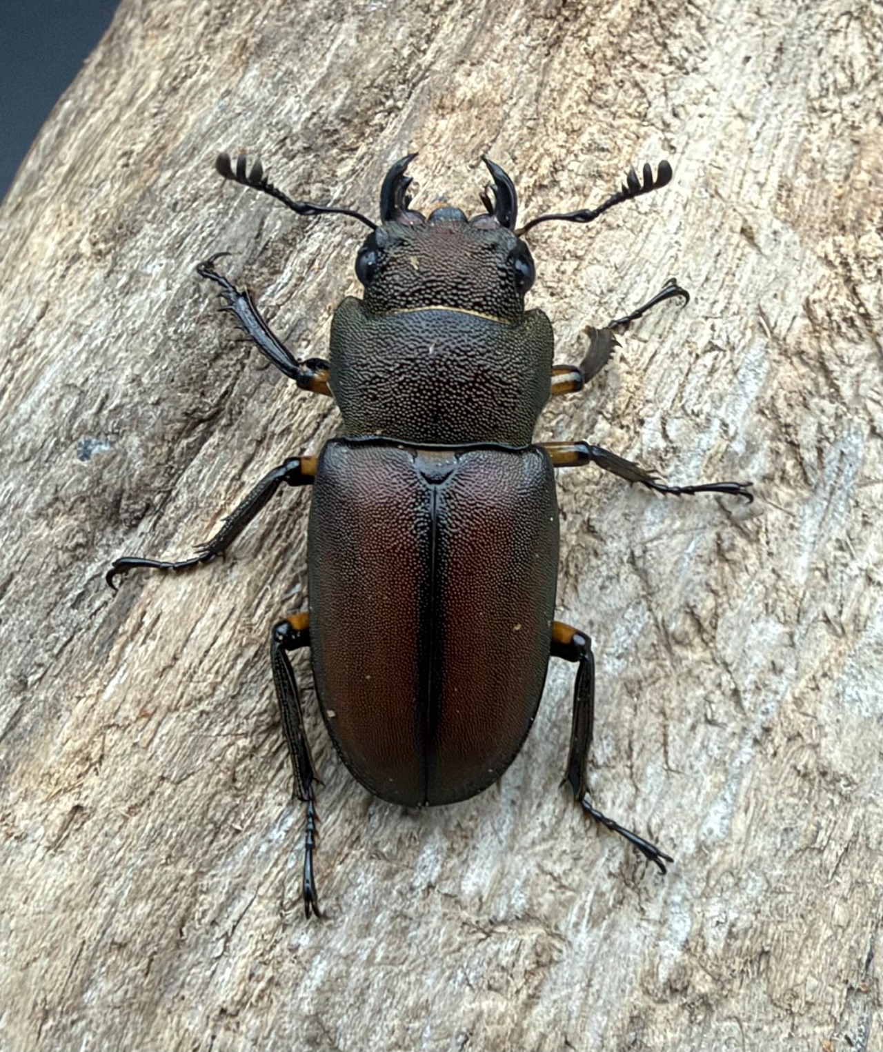 《メタリフェルホソアカ亜種サンギレンシス 72.5mm ペア》