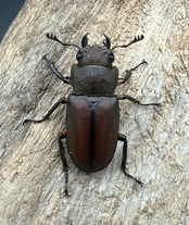 《メタリフェルホソアカ亜種サンギレンシス 72.5mm ペア》
