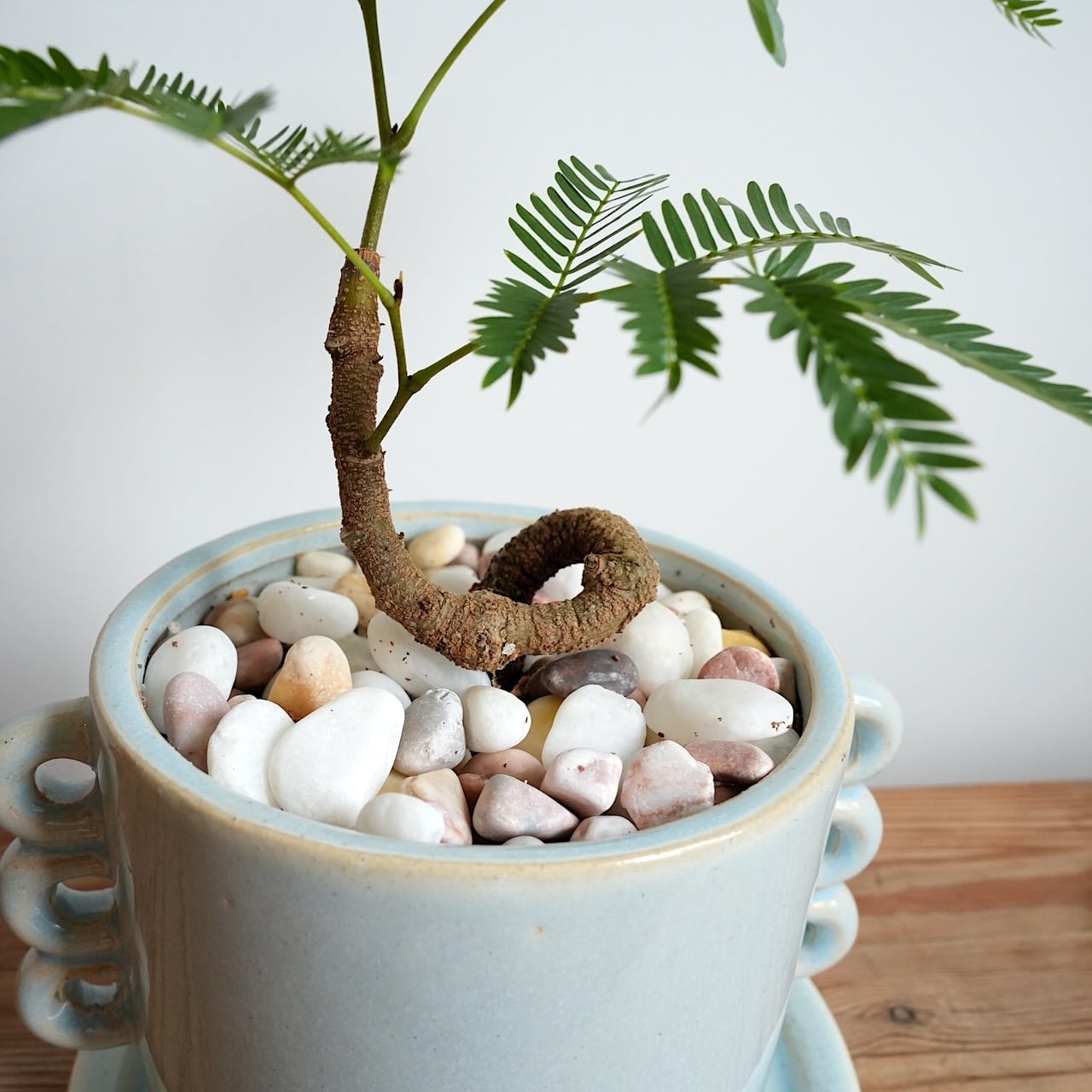 エバーフレッシュ 曲がり仕立て 陶器鉢 植え込み発送 送料込み】観葉植物 エバーフレッシュ 曲がり仕立て 4号サイズ 陶器鉢