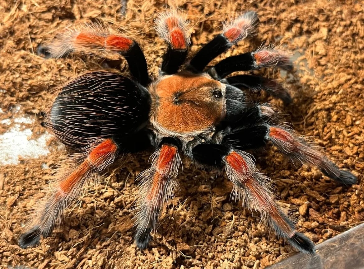 Brachypelma属のタランチュラの脱皮殻標本 メキシカンフレームニーと