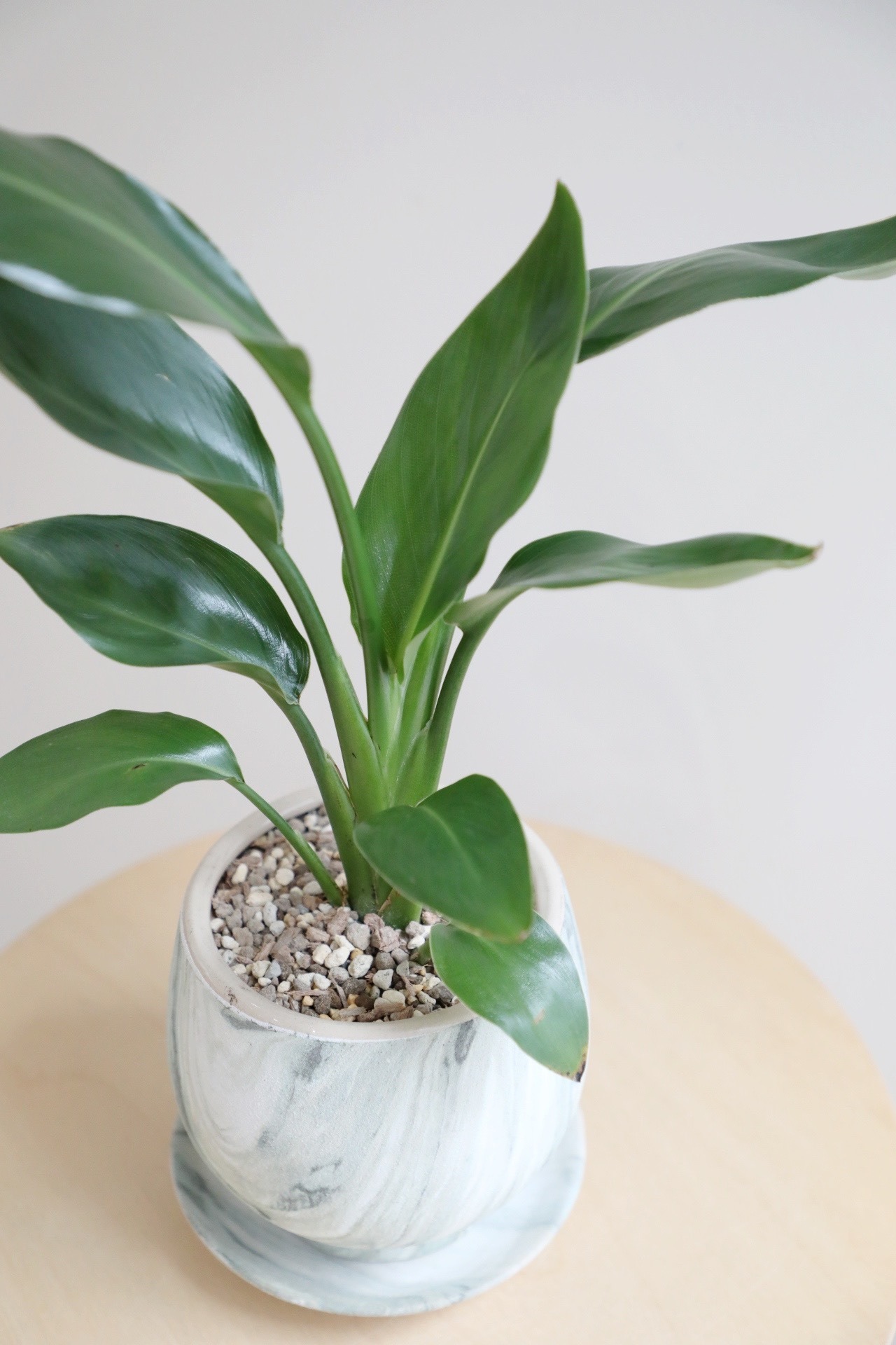 【M】オーガスタ/Strelitzia