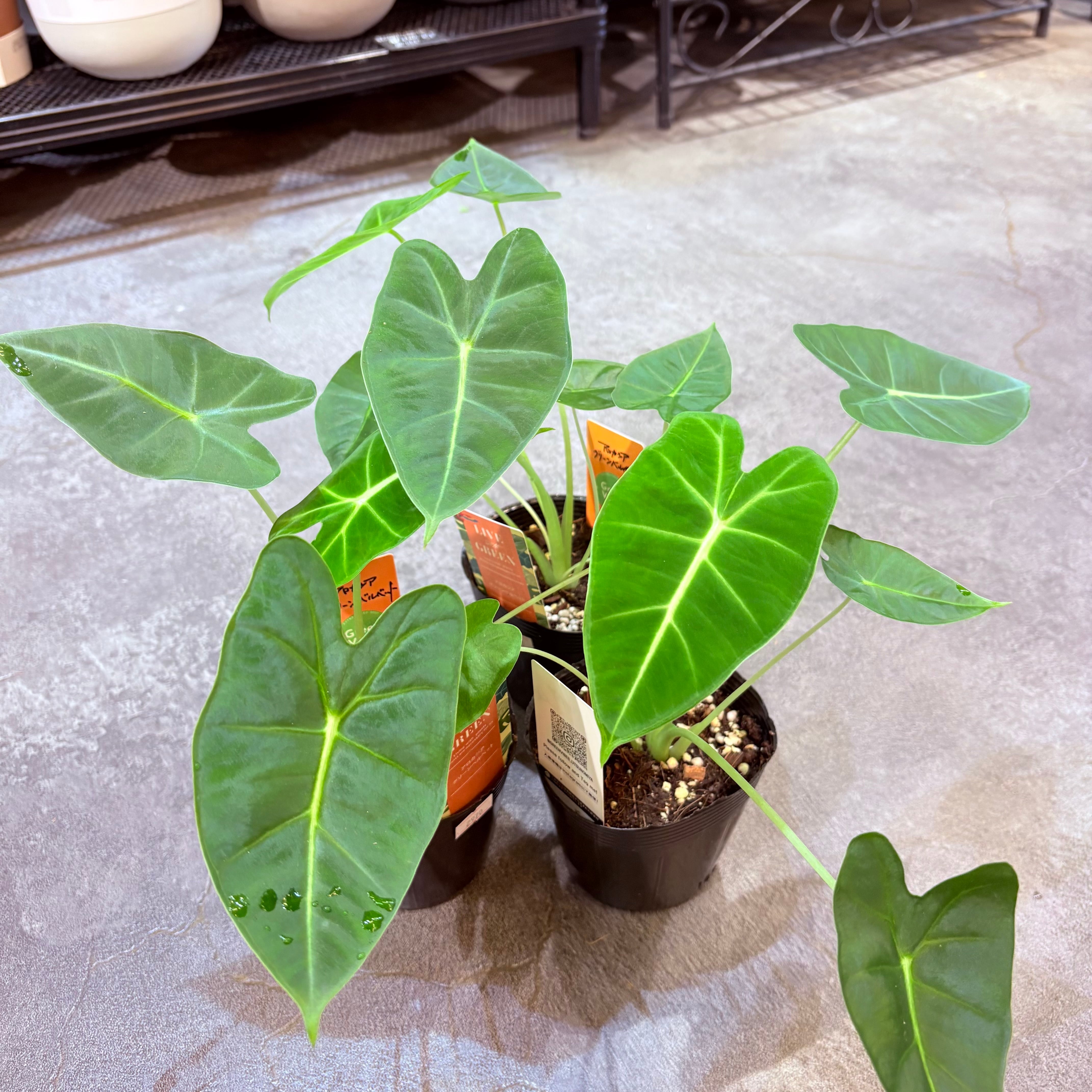 モンステラ バルバソー 3号 | Green Vibes 宇都宮市の観葉植物専門店