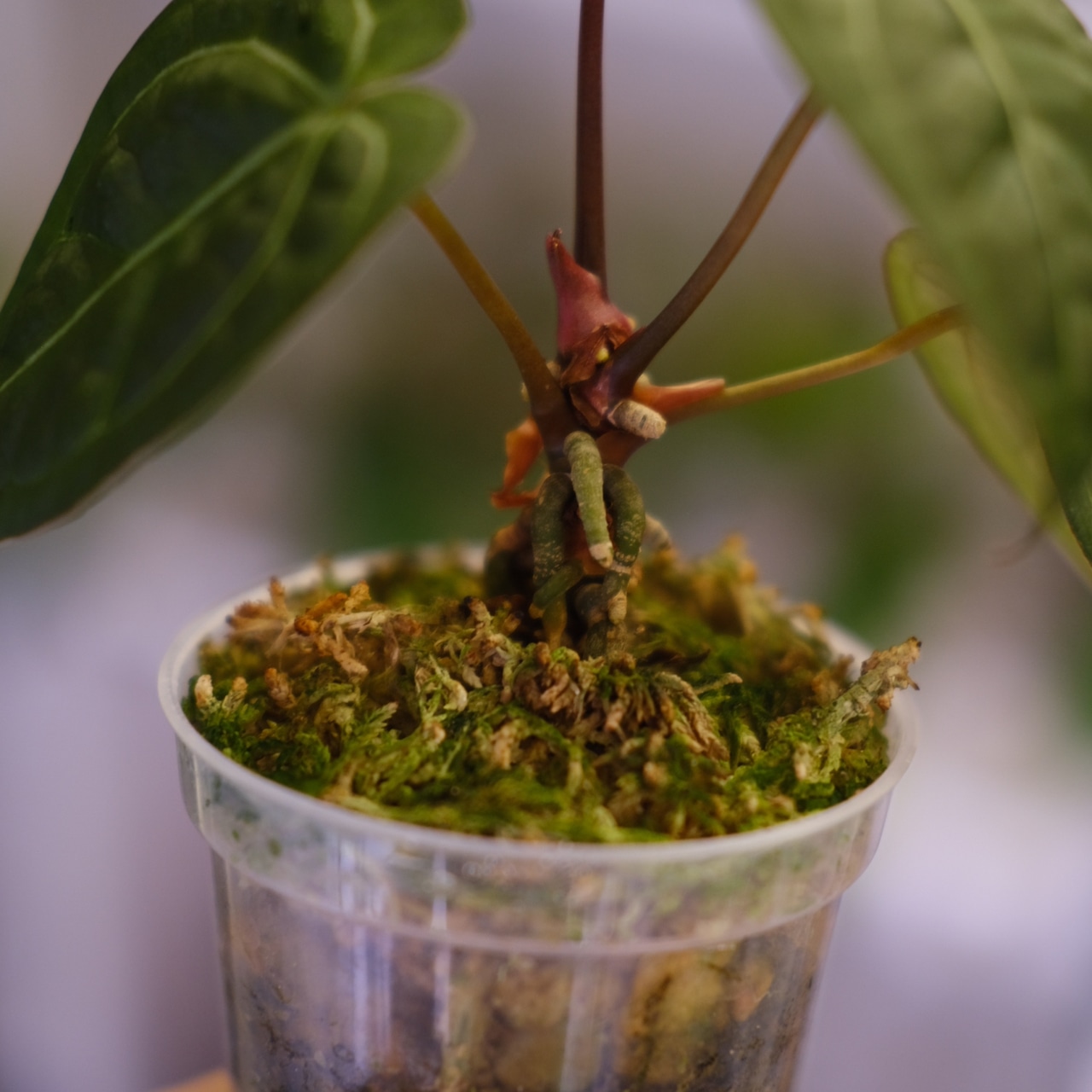 【厳選】アンスリウム レッドクリスタリナム × ドラヤキ /Anthurium