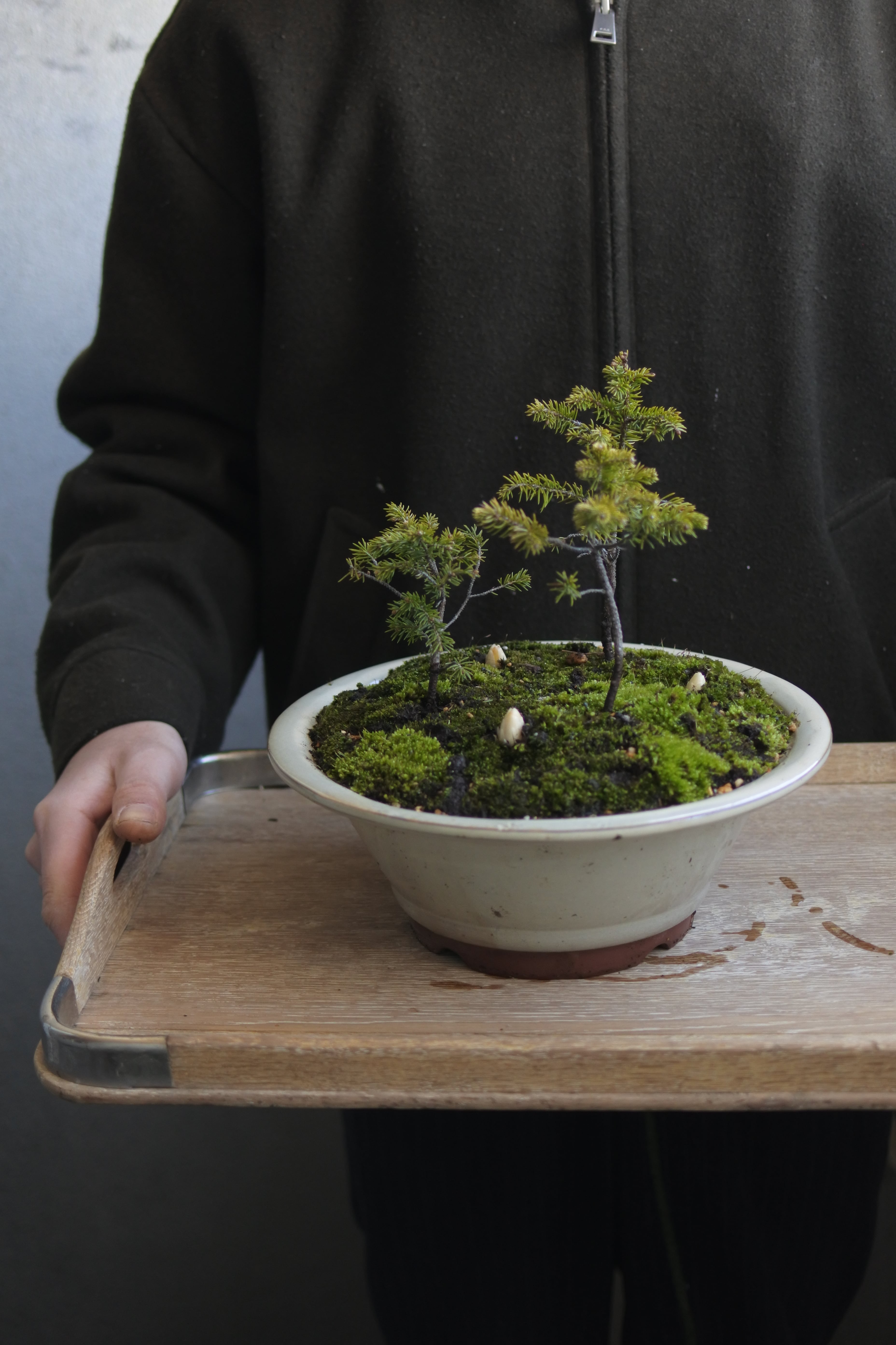 山野草　斑入り千島　キンバイ　9ｃｍポット40個セット 山野草 斑入り千島 キンバイ 9cmポット40個セット 山野草 斑入り千島