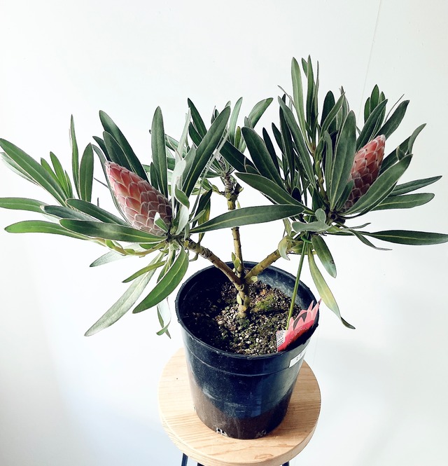 希少 プロテア ジュリエット 3F 観葉植物 ワイルドフラワー 希少植物