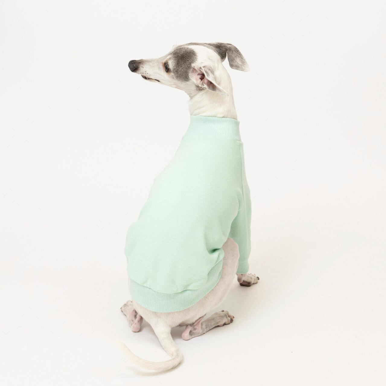 トレーナー2024 cool mint / イタグレ服 | イタグレ服【Pippino】