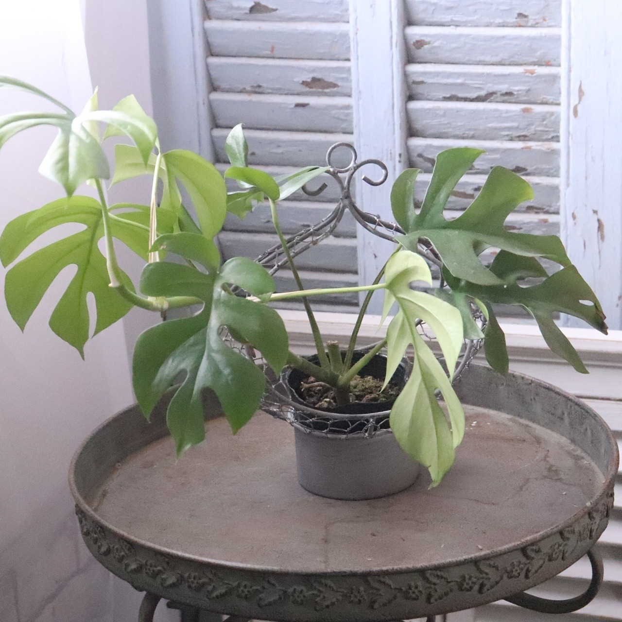植木鉢　フラワーアレンジメントポットS｜シャビーシック　寄せ植えして飾ると素敵なガーデンになる　7333
