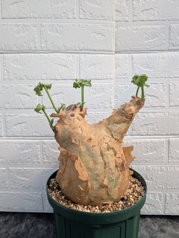 キフォステンマ マクロプス 1 Cyphostemma uter macropus 【発根済