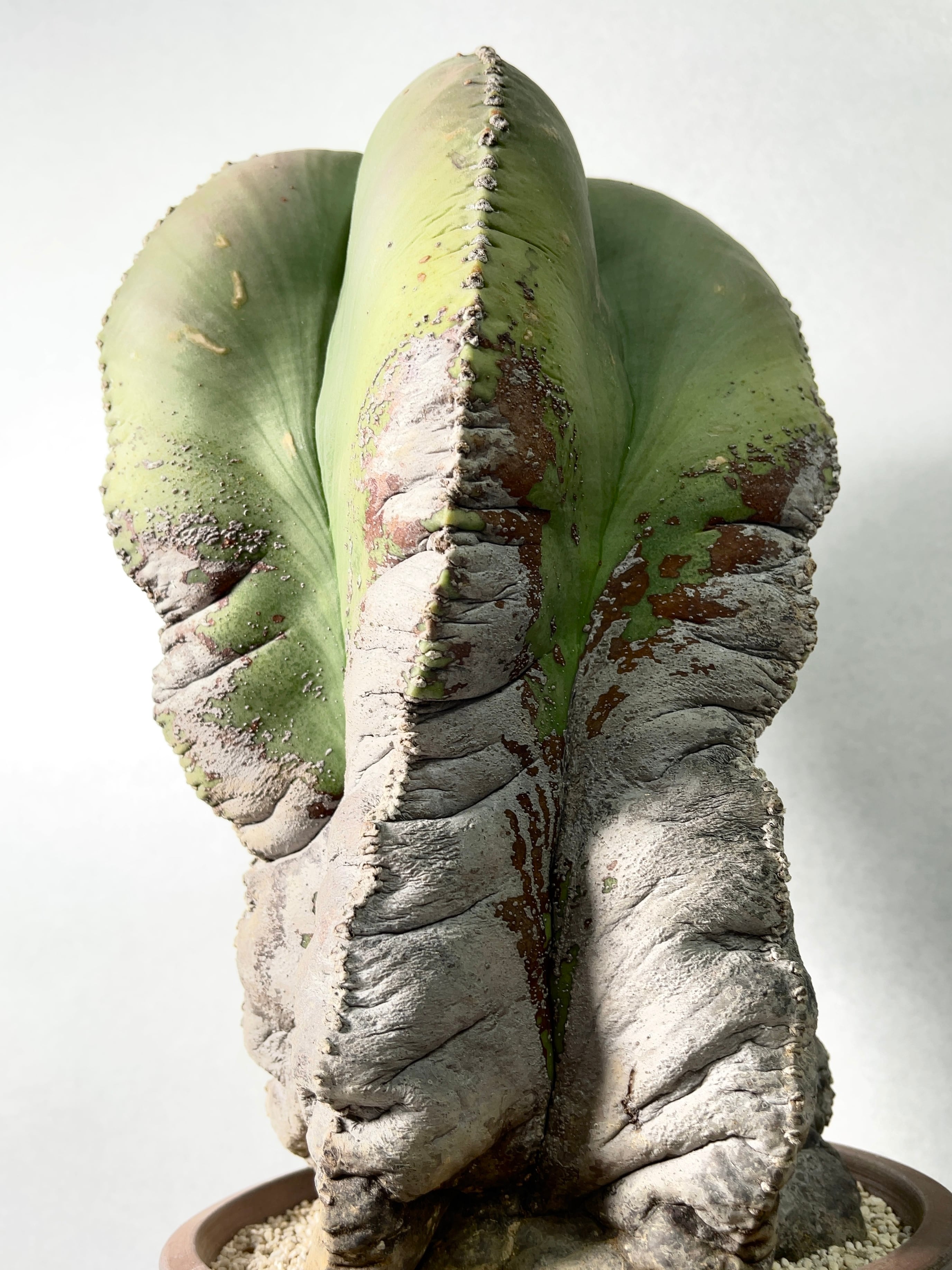 特大 古株 アストロフィツム属 鸞鳳玉 特大 古株 アストロフィツム属 鸞鳳玉