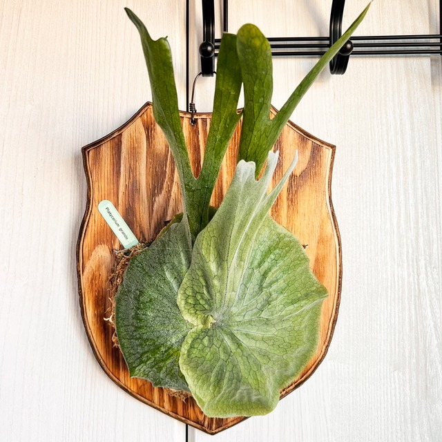 ビカクシダ グランデ 板付 【観葉植物 壁掛け コウモリラン】