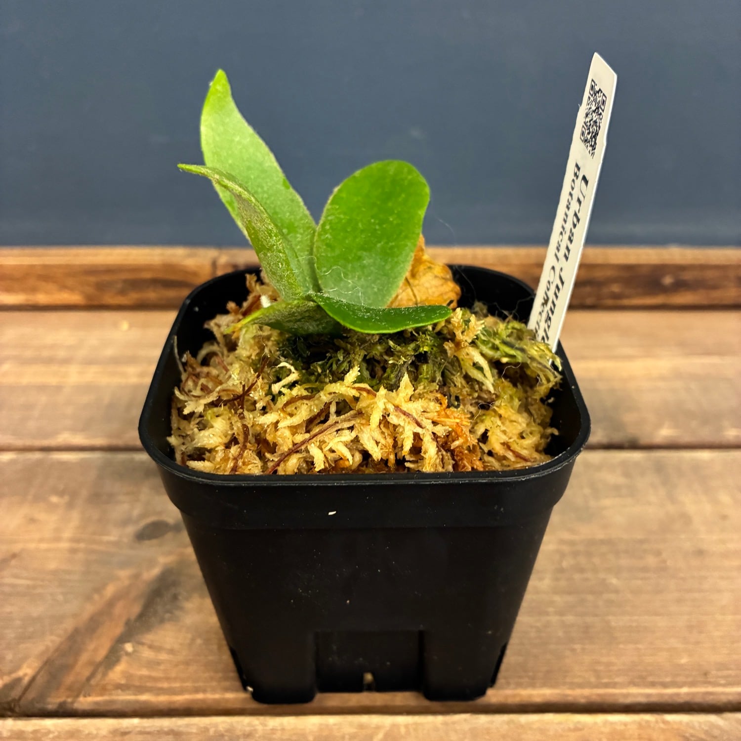 ビカクシダ Amazon｜PURIZA 希少植物 ビカクシダ (コウモリラン) 板付け仕立て