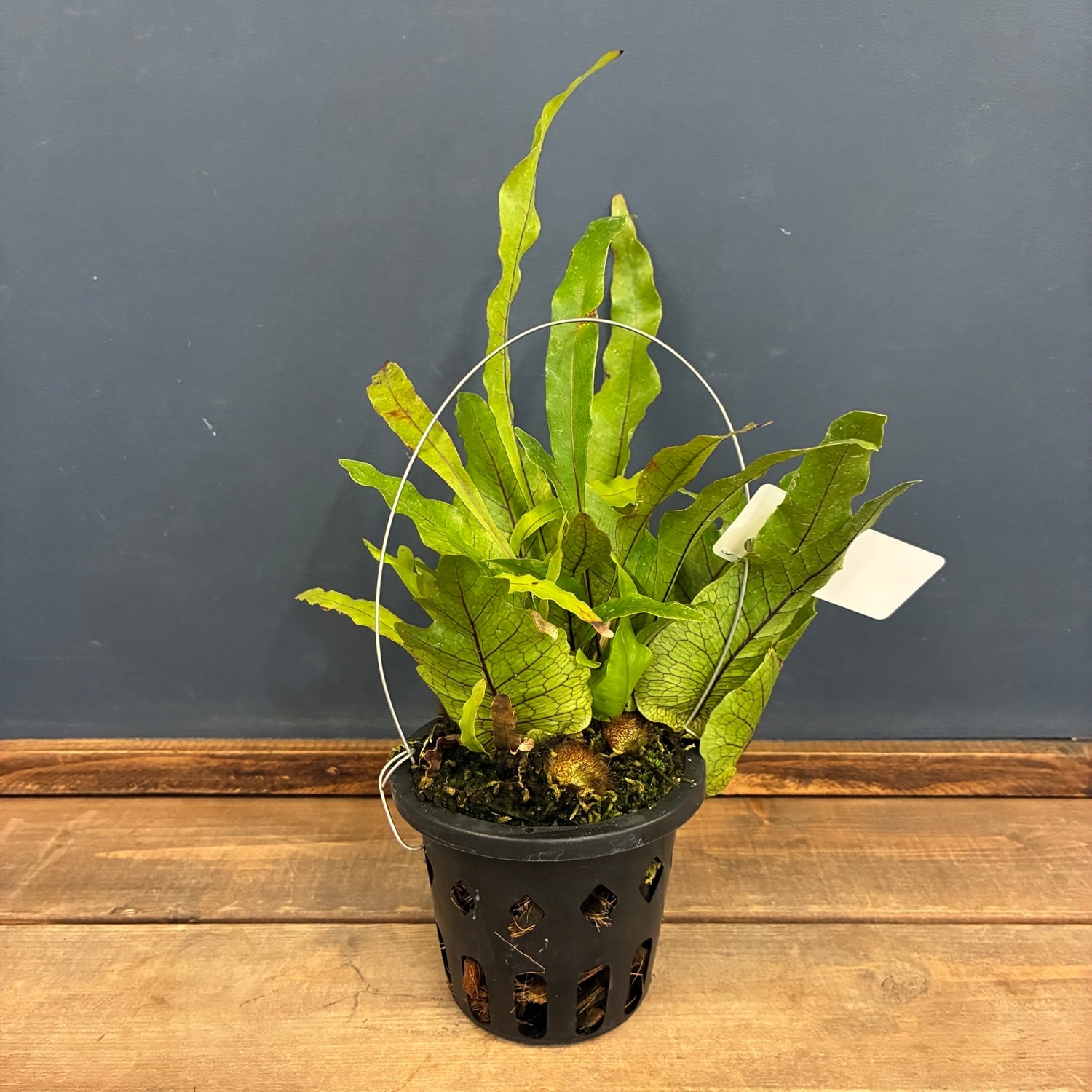Aechmea disjuncta | PAY ID