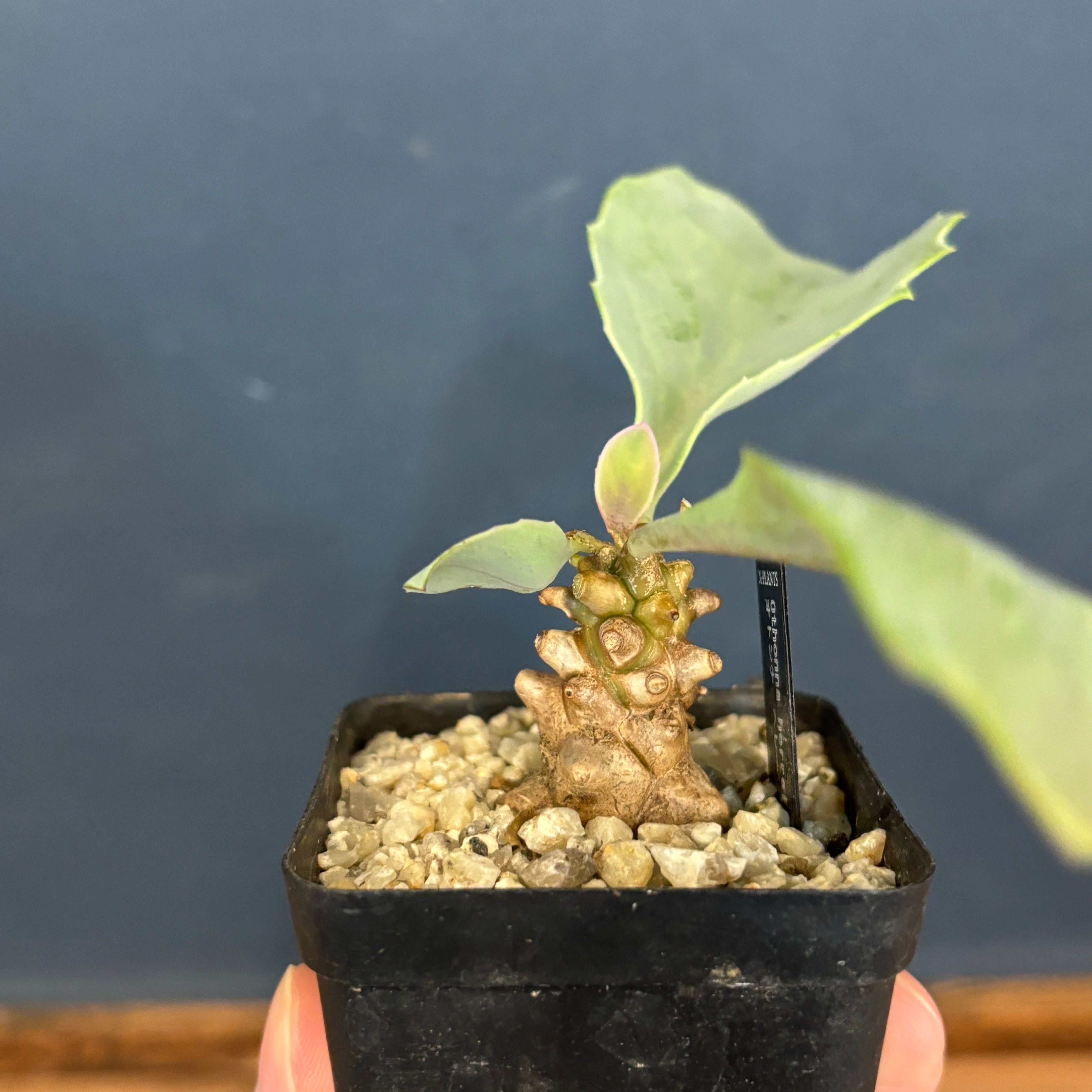 オトンナ ヘレー【779】 | PROTOLEAF プロトリーフ