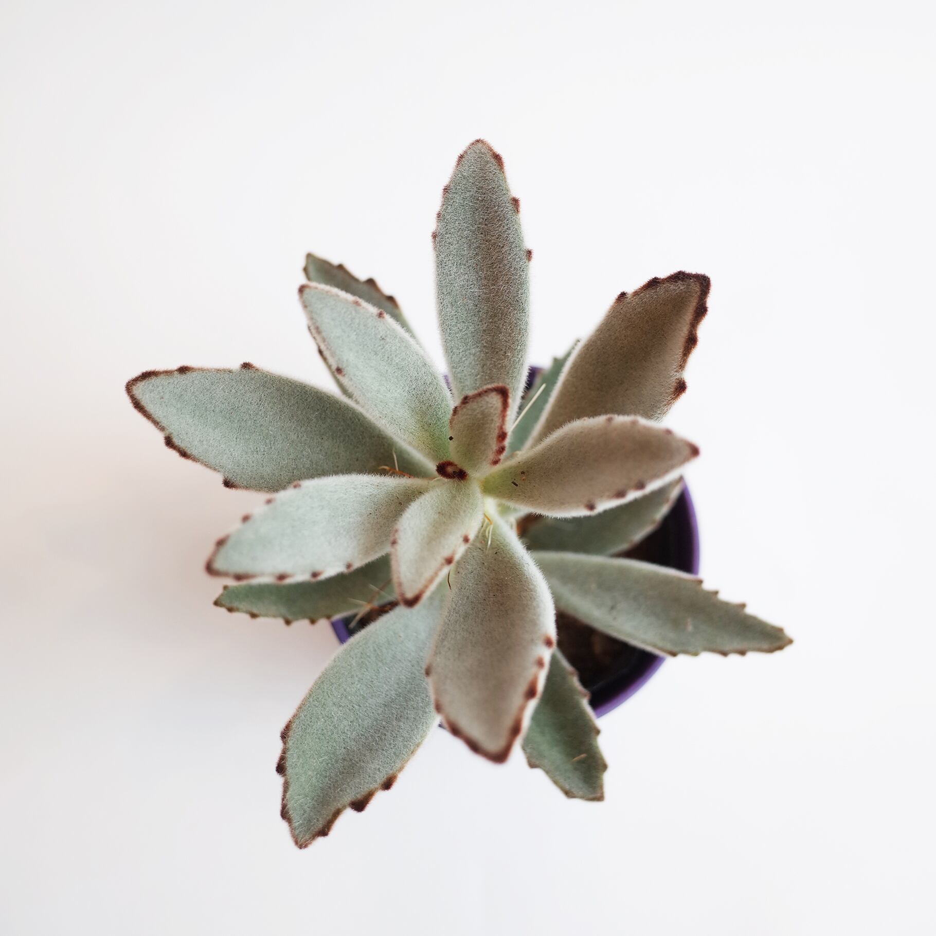 カランコエ 月兎耳 Purple Gray Or Pink At 1011 アトリエ テンイレブン