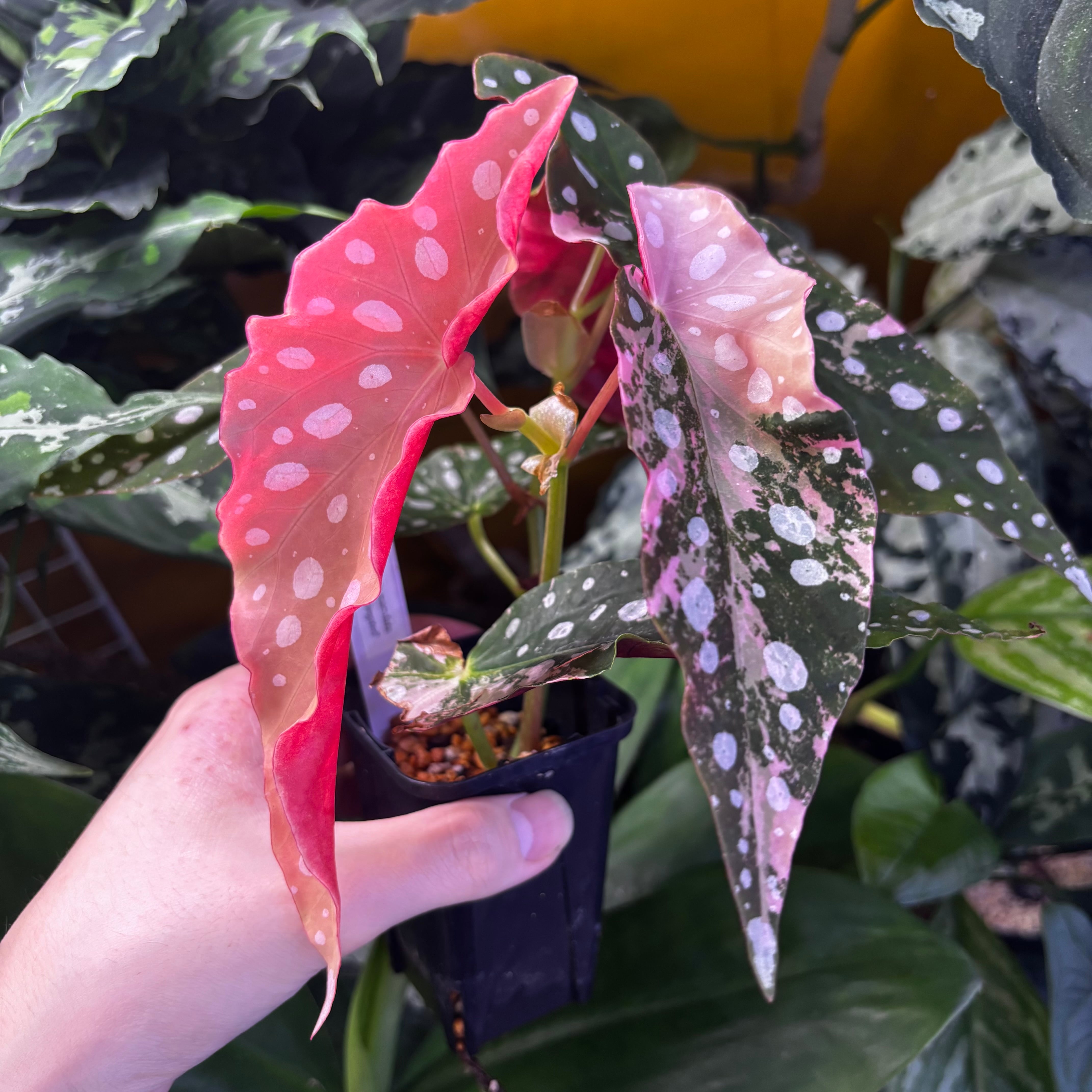 Begonia maculata 'Pink Variegated' | 熱帯雨林植物専門店 トイ吉園芸