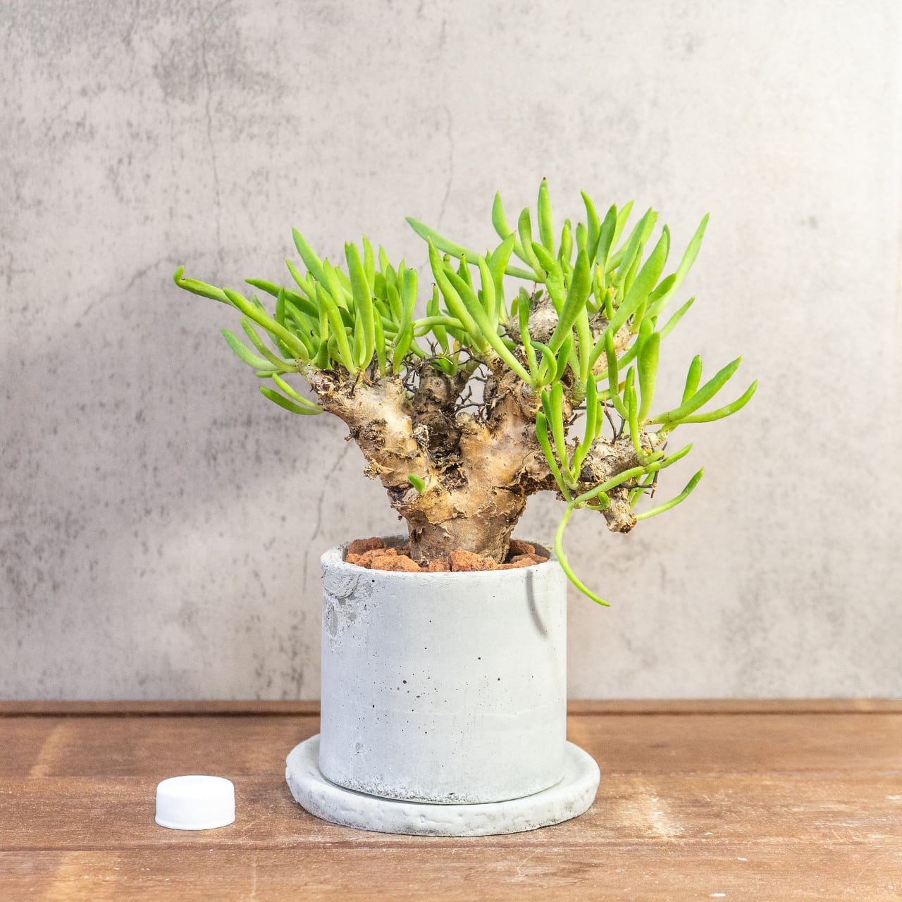 万物想 チレコドン・レティキュラーツス 塊根植物 コーデックス 乾きやすい用土を使用 根腐れ防止 育成初心者にもおすすめの1株|虫発生抑制