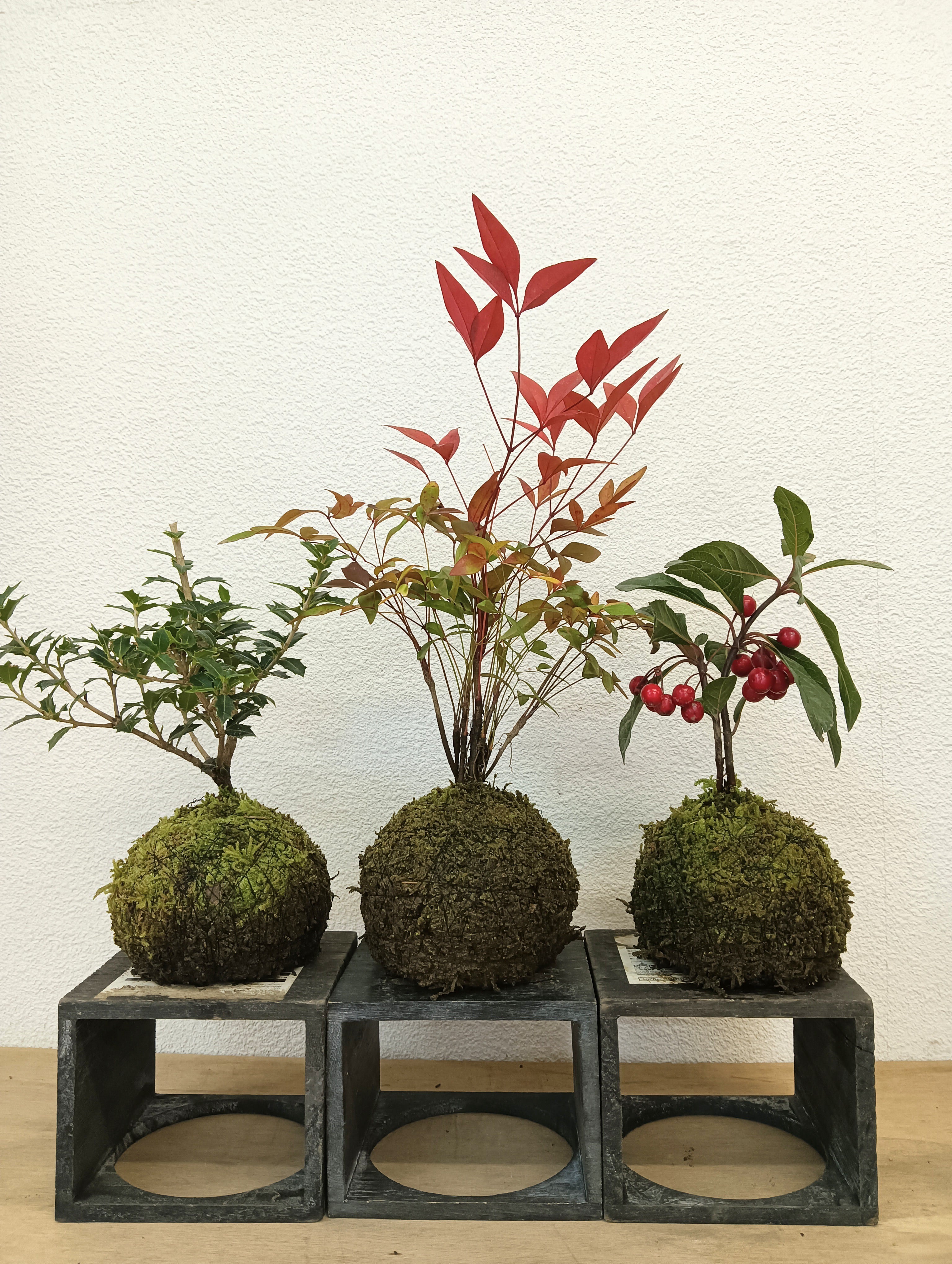 苔玉・苔 AM2 苔玉・苔 AM2 出張ワークショップレポート】苔玉を作ってみよう