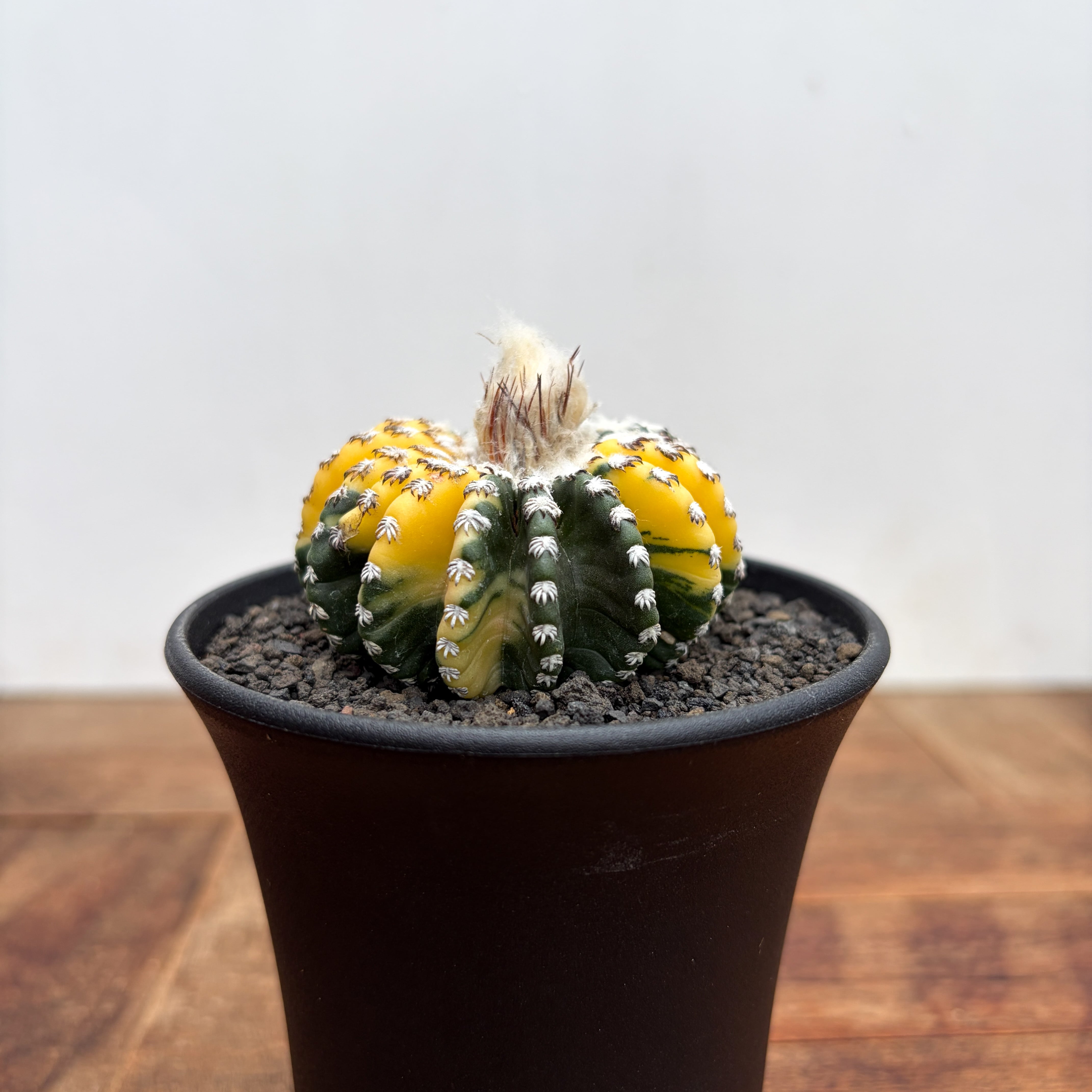 Echinocactus moelleri【エキノカクタス・尖紅丸・実生】 | RIMO'S