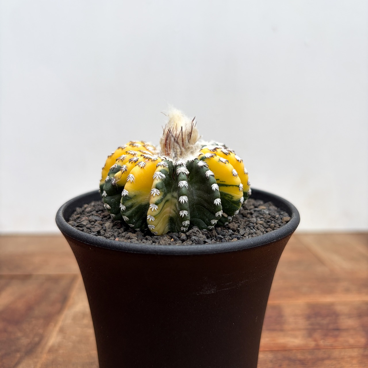Discocactus horstii variegata【ディスコカクタス・ホルスティ錦】