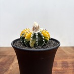 Discocactus horstii variegata【ディスコカクタス・ホルスティ錦】
